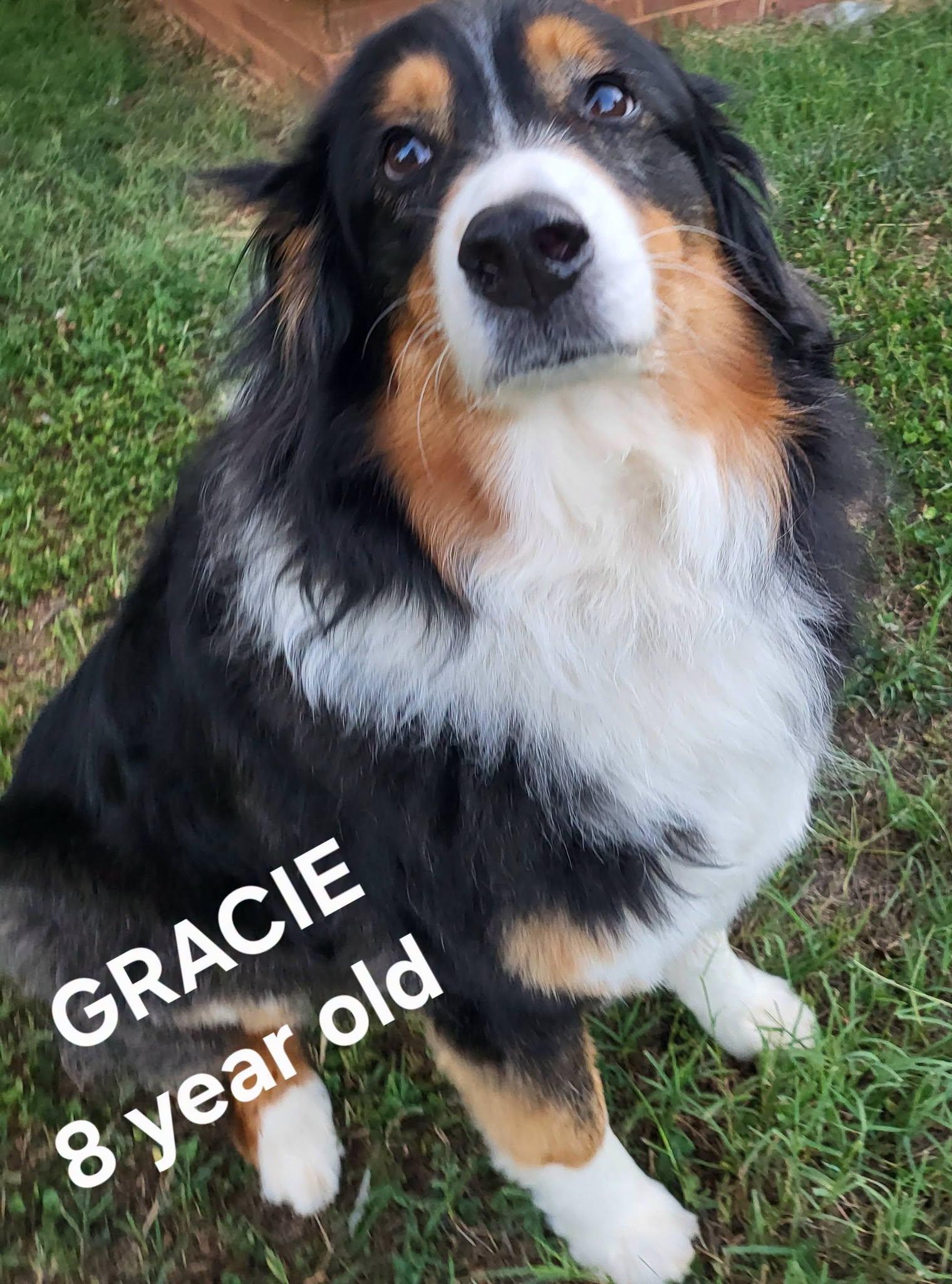 Gracie, adopted, Adult Female Australian Shepherd.