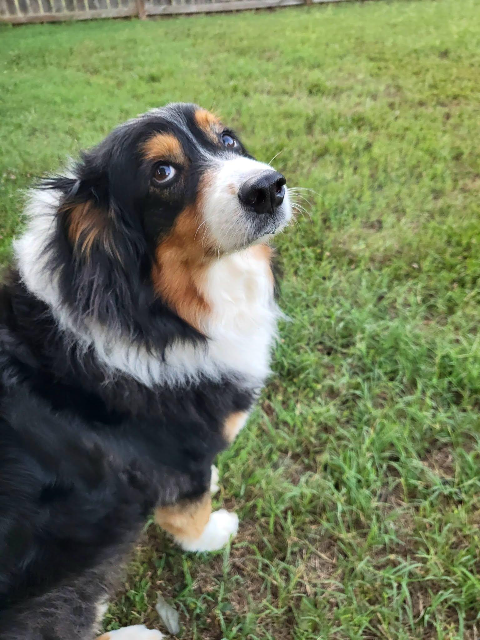 Gracie, an adopted Australian Shepherd in Salisbury, NC image 3/4