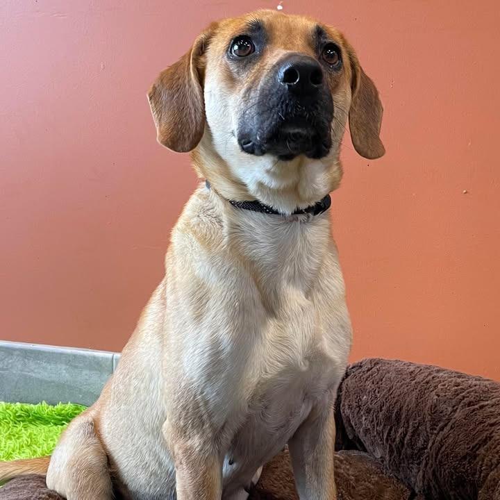 Miami, Adoptable, Young Female Hound.