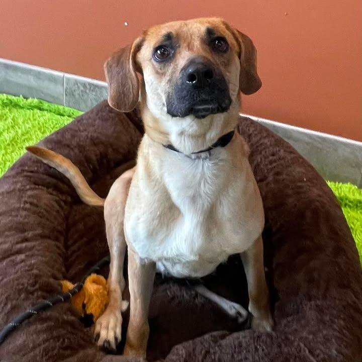 Miami, a Adoptable Hound in Springdale, AR image 2/6