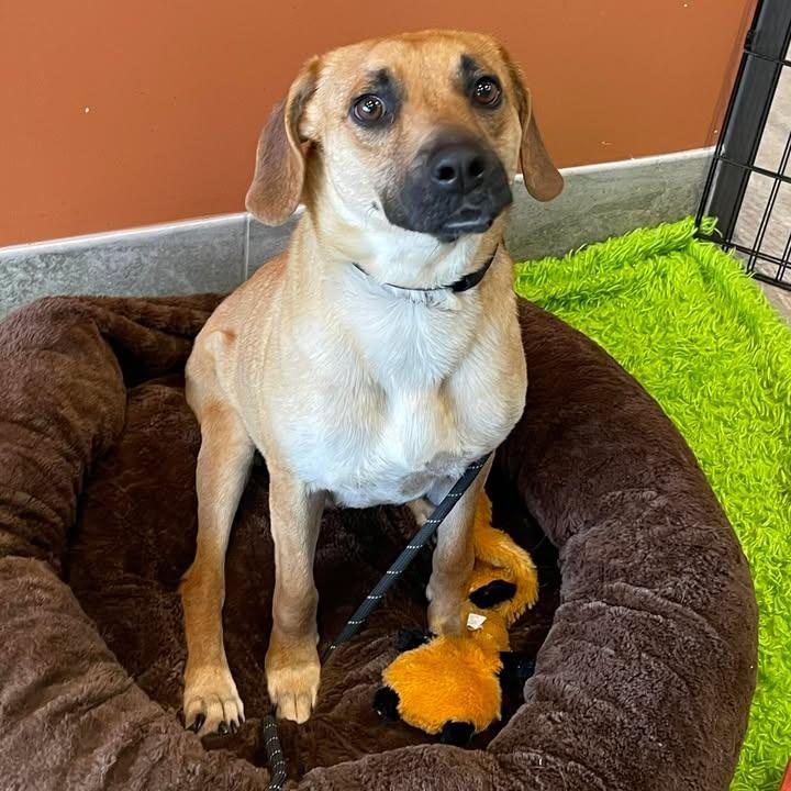 Miami, a Adoptable Hound in Springdale, AR image 3/6
