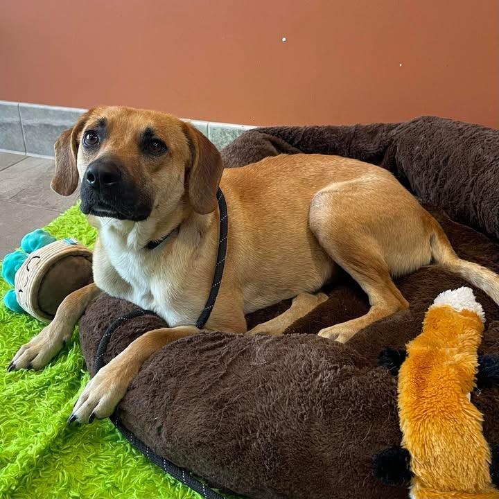 Miami, a Adoptable Hound in Springdale, AR image 4/6
