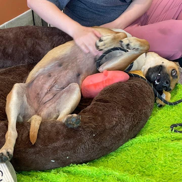 Miami, a Adoptable Hound in Springdale, AR image 5/6
