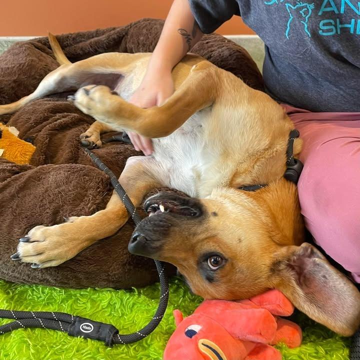 Miami, a Adoptable Hound in Springdale, AR image 6/6