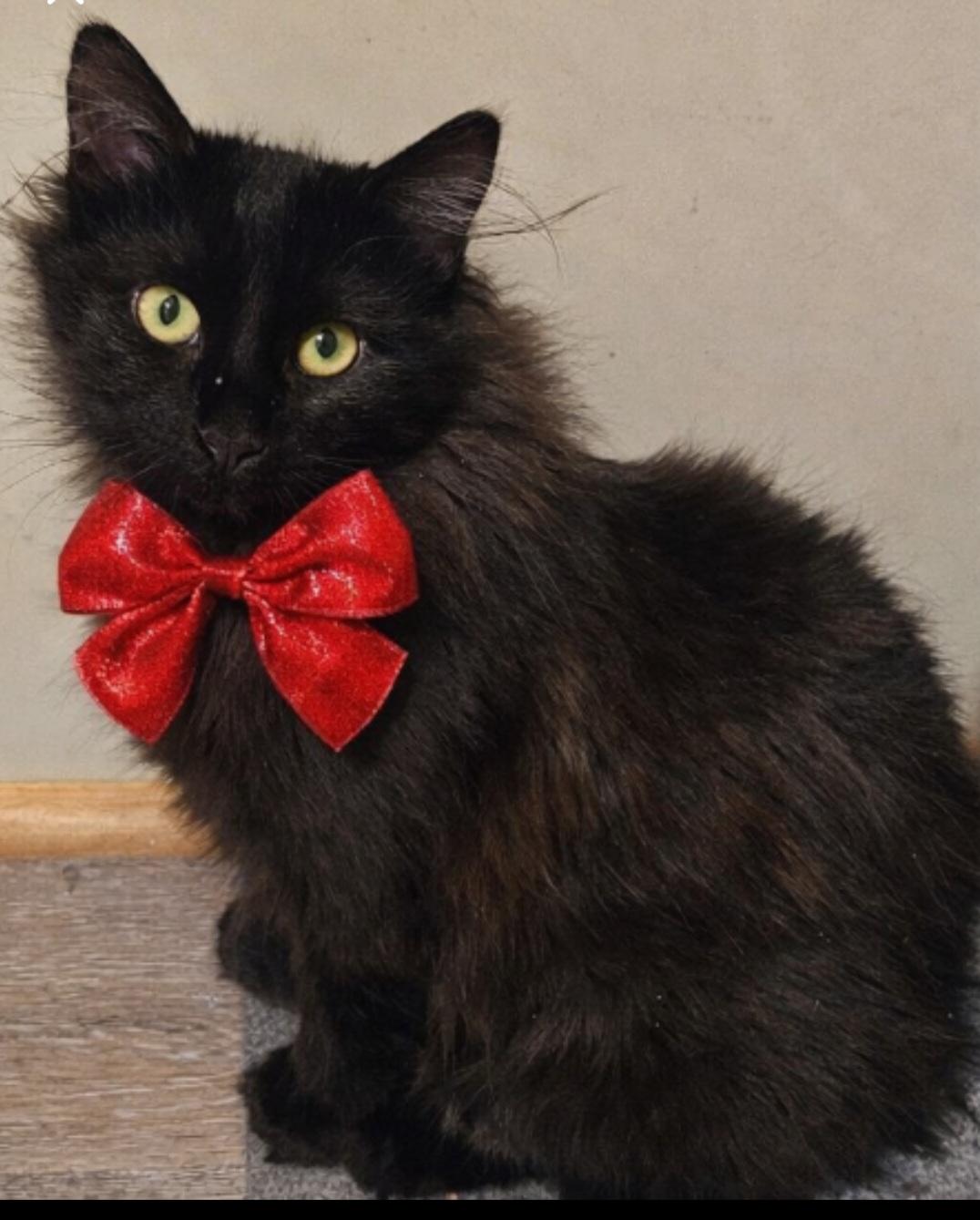 Enlarge Sapphire , a ADOPTABLE Domestic Long Hair in Pittsburgh, PA image 1/6