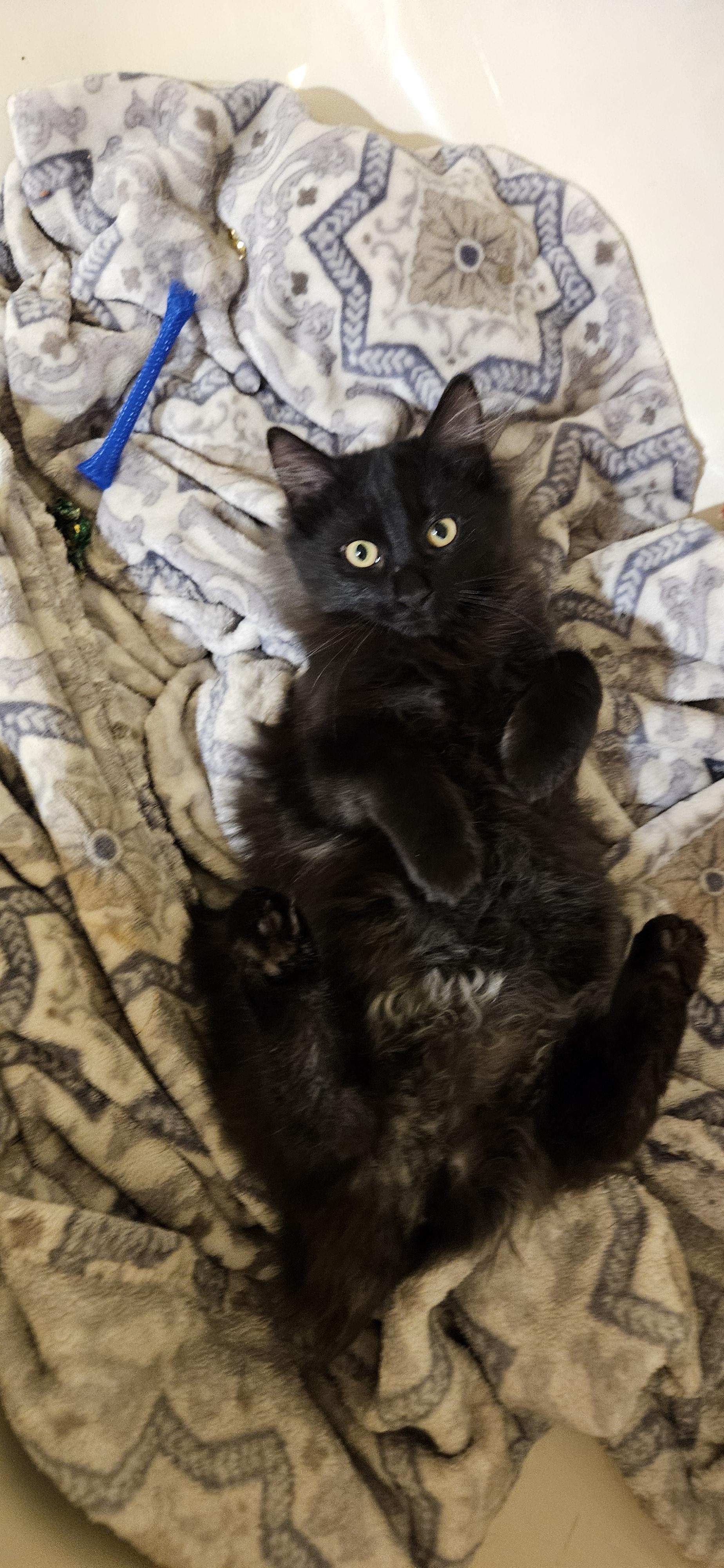 Enlarge Sapphire , a ADOPTABLE Domestic Long Hair in Pittsburgh, PA image 2/6