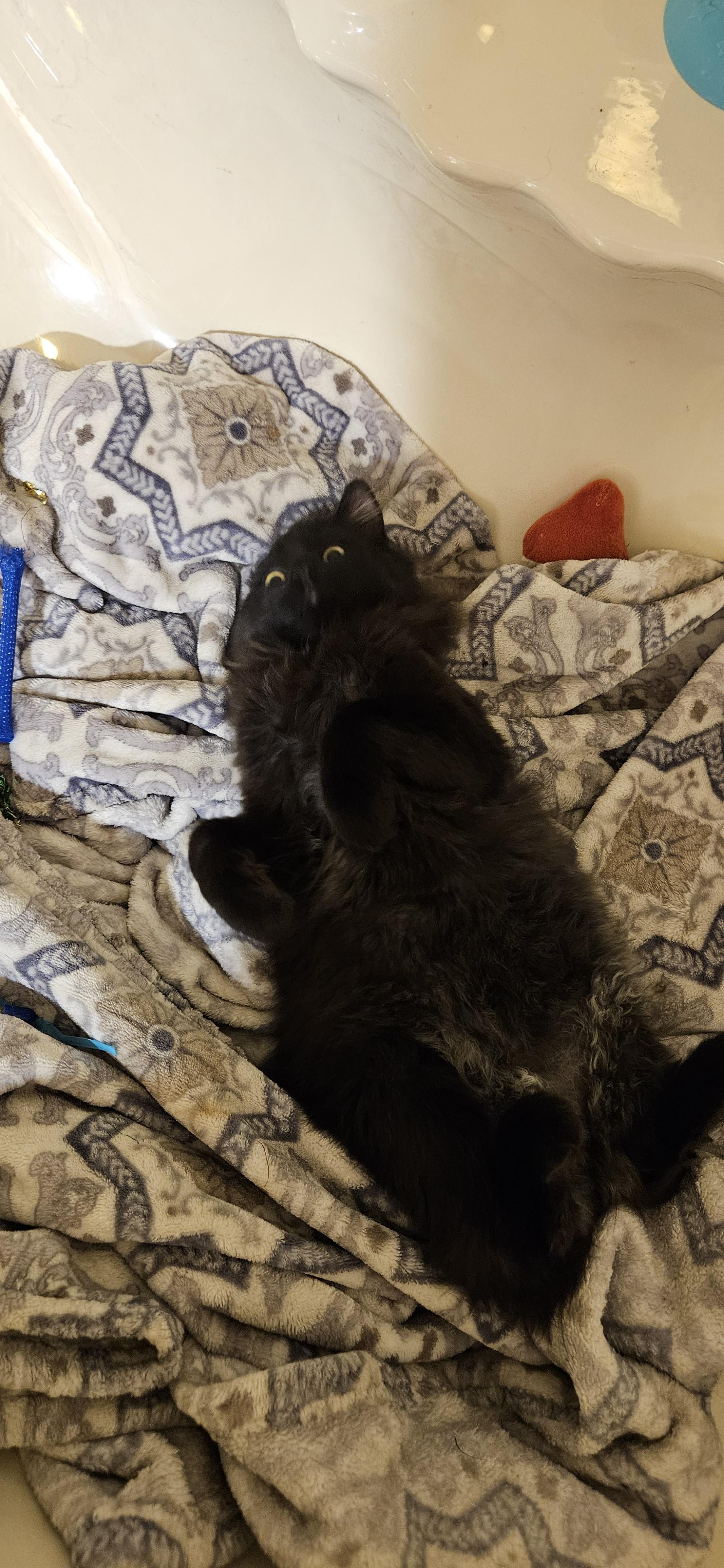 Enlarge Sapphire , a ADOPTABLE Domestic Long Hair in Pittsburgh, PA image 3/6