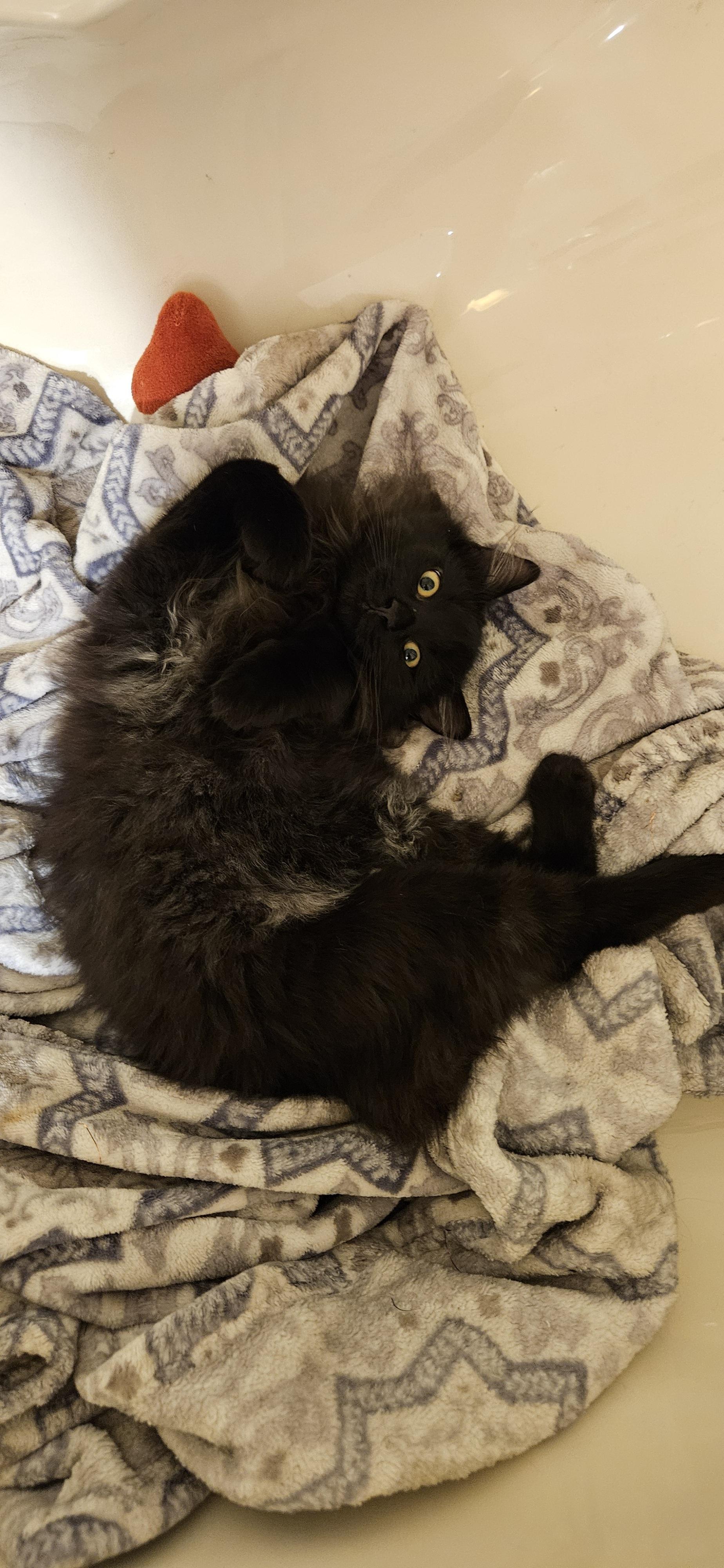 Enlarge Sapphire , a ADOPTABLE Domestic Long Hair in Pittsburgh, PA image 4/6