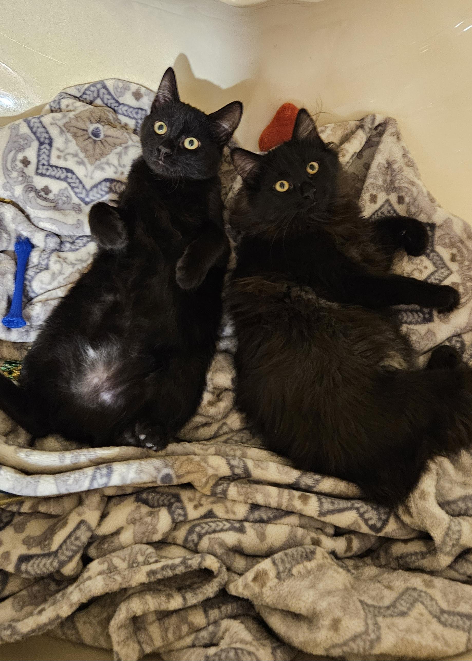 Enlarge Sapphire , a ADOPTABLE Domestic Long Hair in Pittsburgh, PA image 5/6