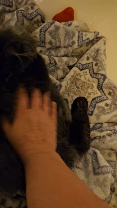 Enlarge Sapphire , a ADOPTABLE Domestic Long Hair in Pittsburgh, PA video 6/6