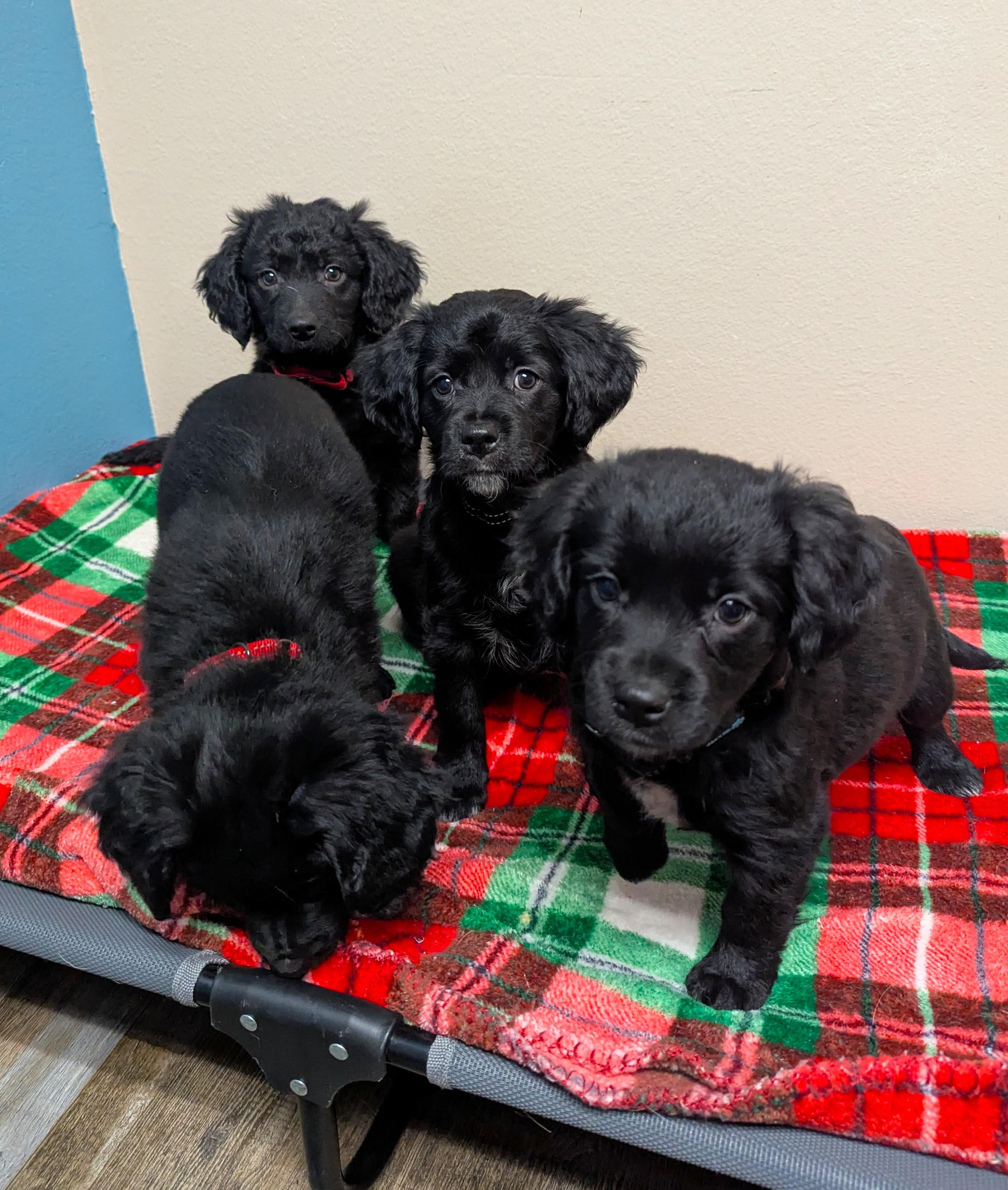 Enlarge Puppies Available, a Adoptable mixed breed in Oconto, WI image 1/2