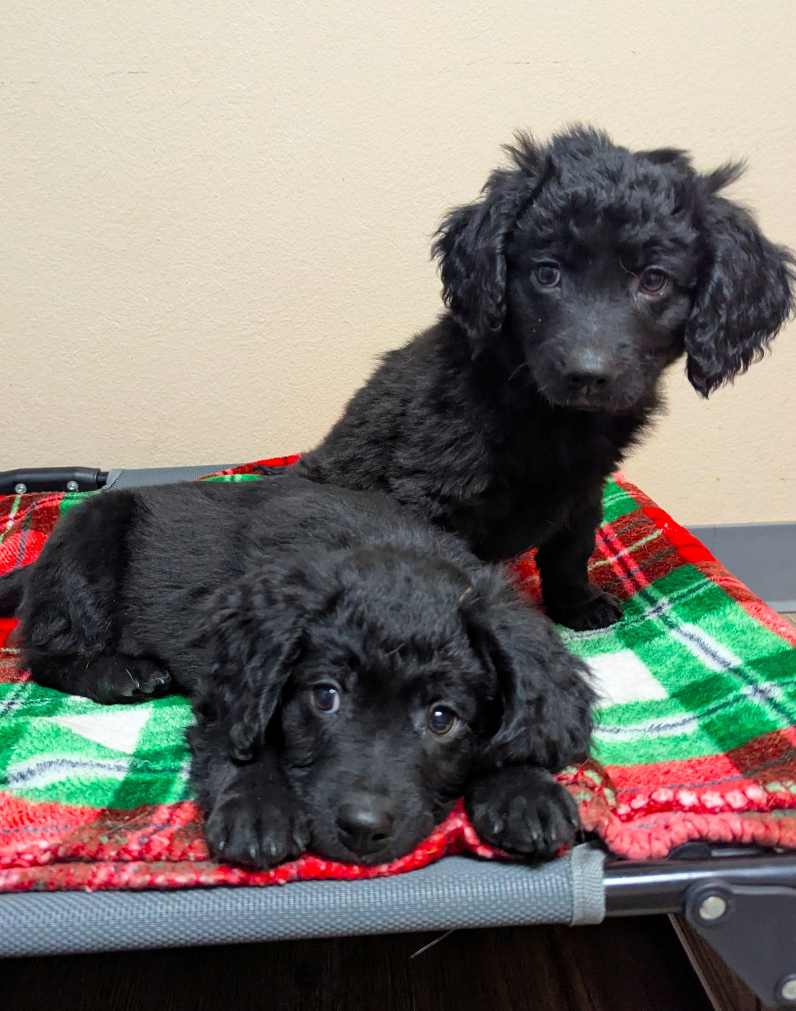 Enlarge Puppies Available, a Adoptable mixed breed in Oconto, WI image 2/2