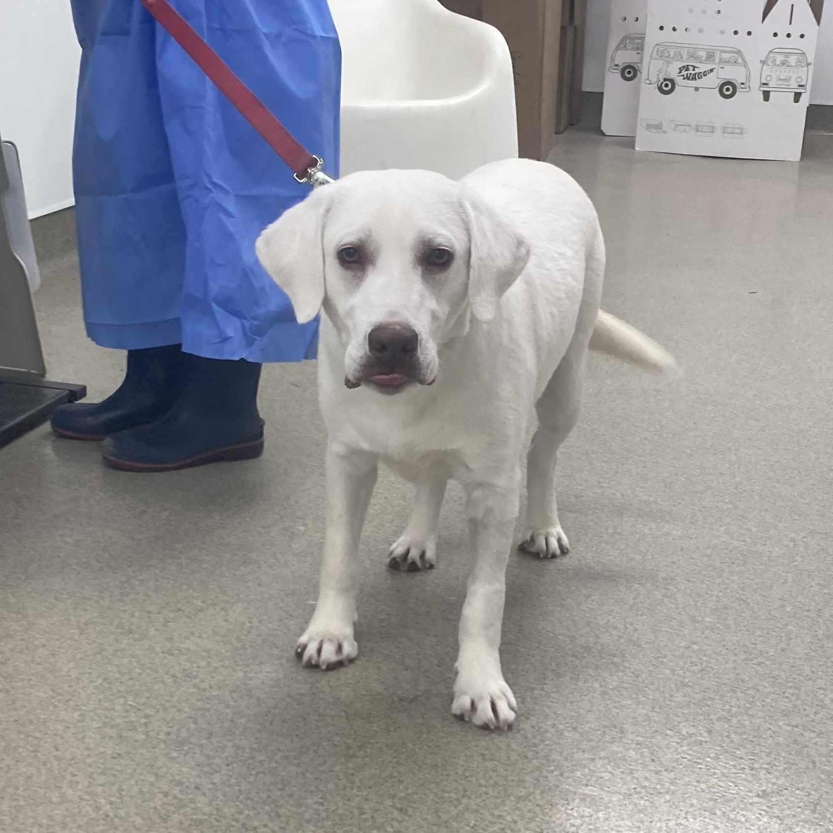 Tater, Adopted, Young Male Labrador Retriever.