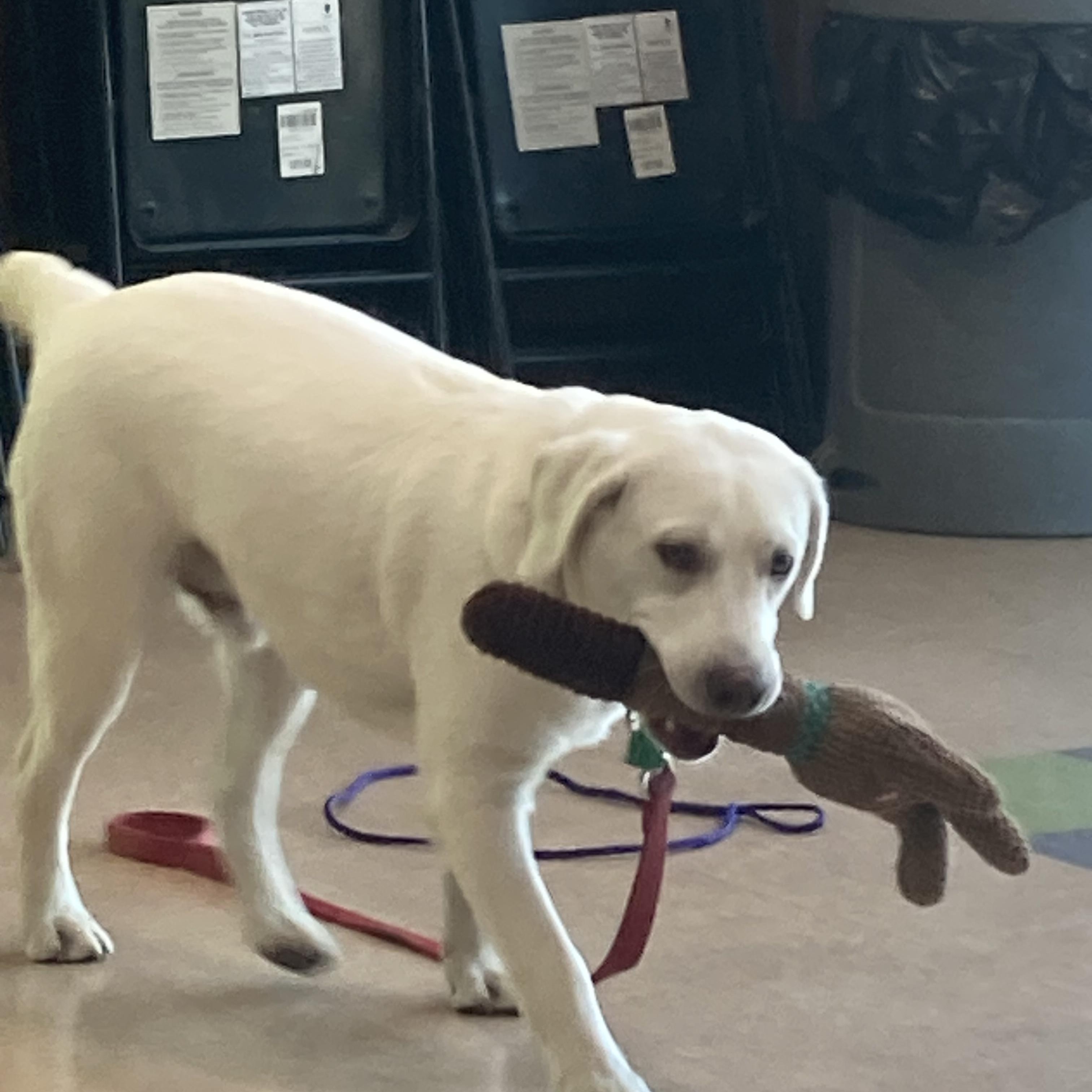 Enlarge Tater, a Adopted Labrador Retriever in Beverly Hills, CA image 2/4