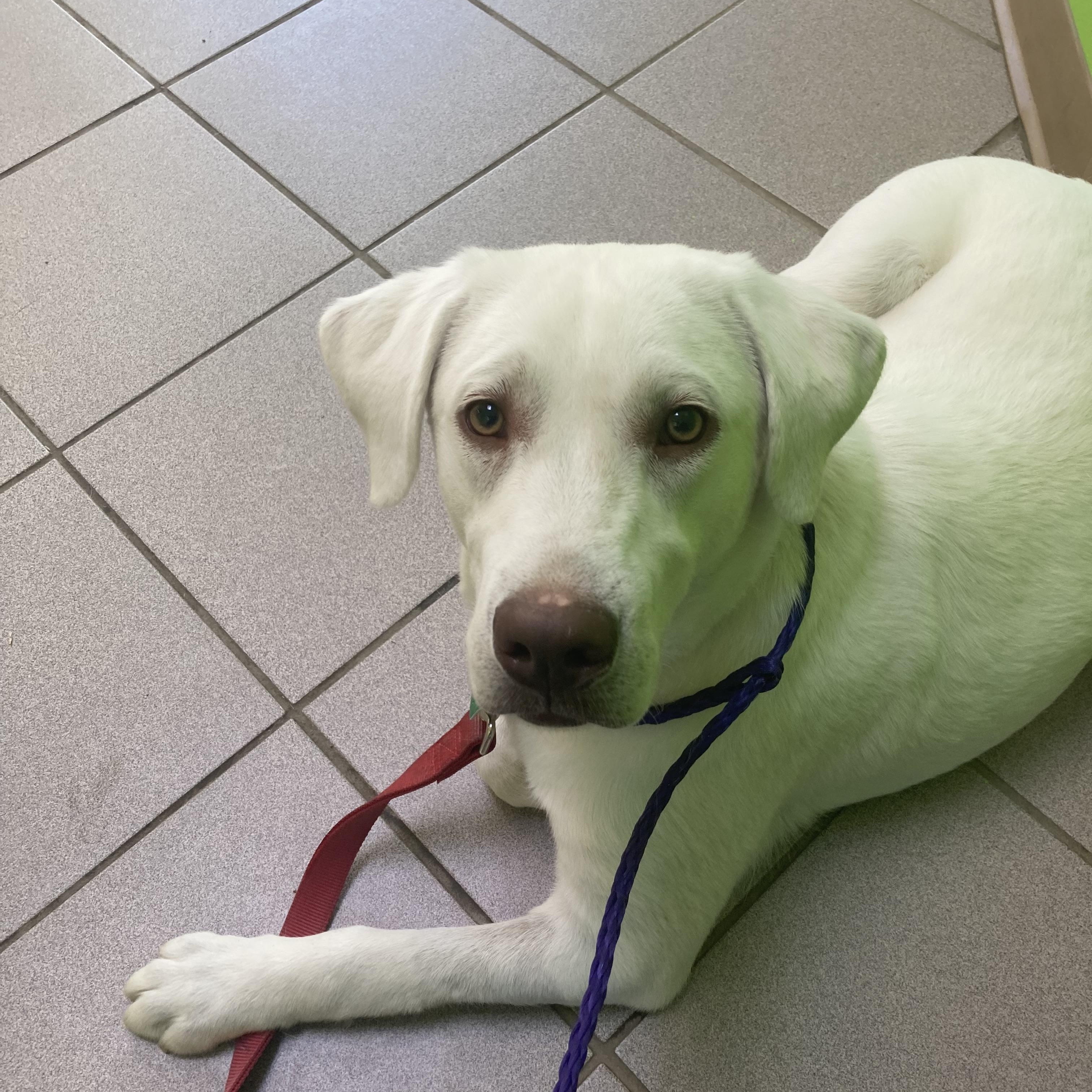 Enlarge Tater, a Adopted Labrador Retriever in Beverly Hills, CA image 3/4
