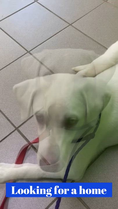 Enlarge Tater, a Adopted Labrador Retriever in Beverly Hills, CA video 4/4