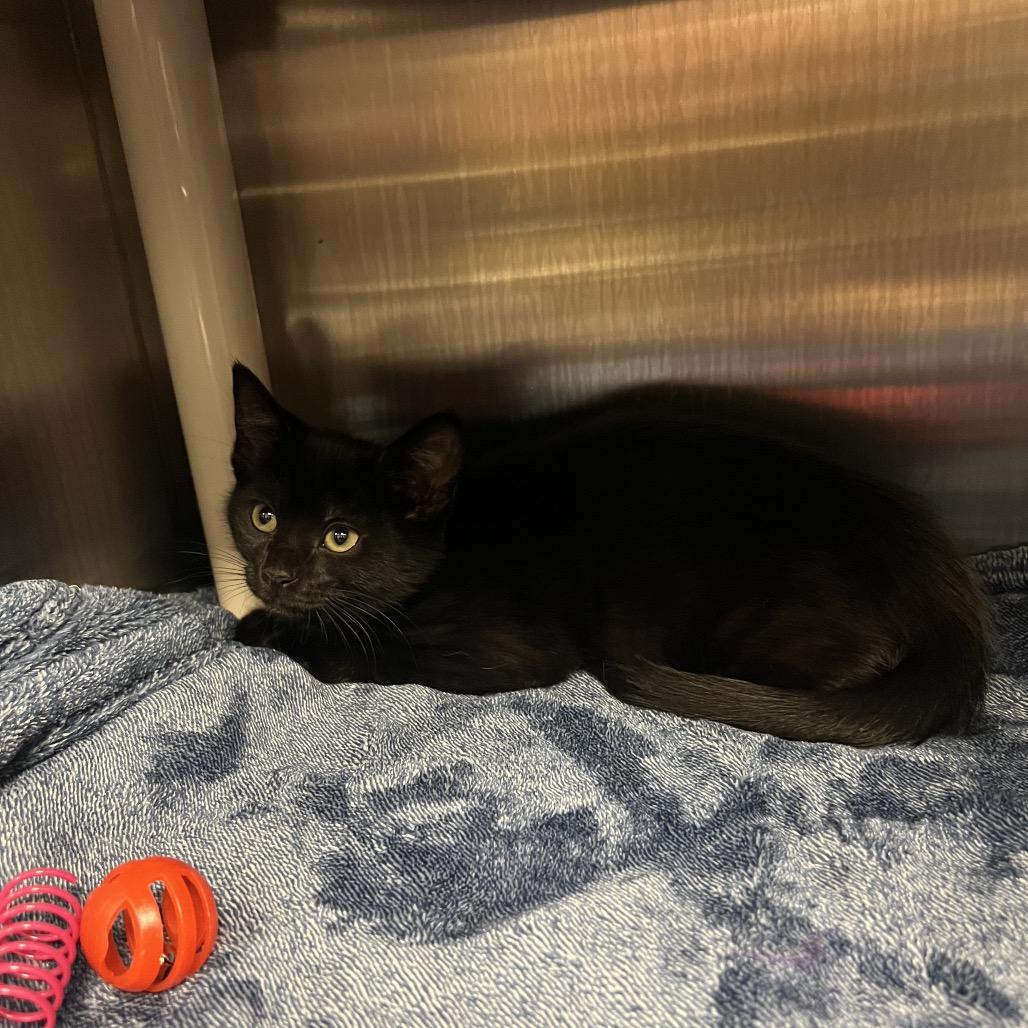 Enlarge Midnight, a Adoptable Domestic Short Hair in Keizer, OR image 1/3