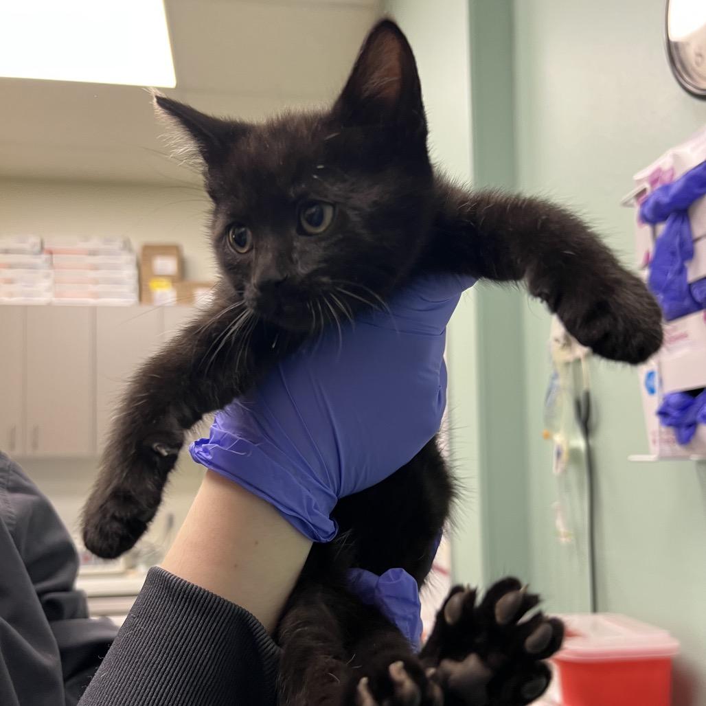 Enlarge Midnight, a Adoptable Domestic Short Hair in Keizer, OR image 3/3