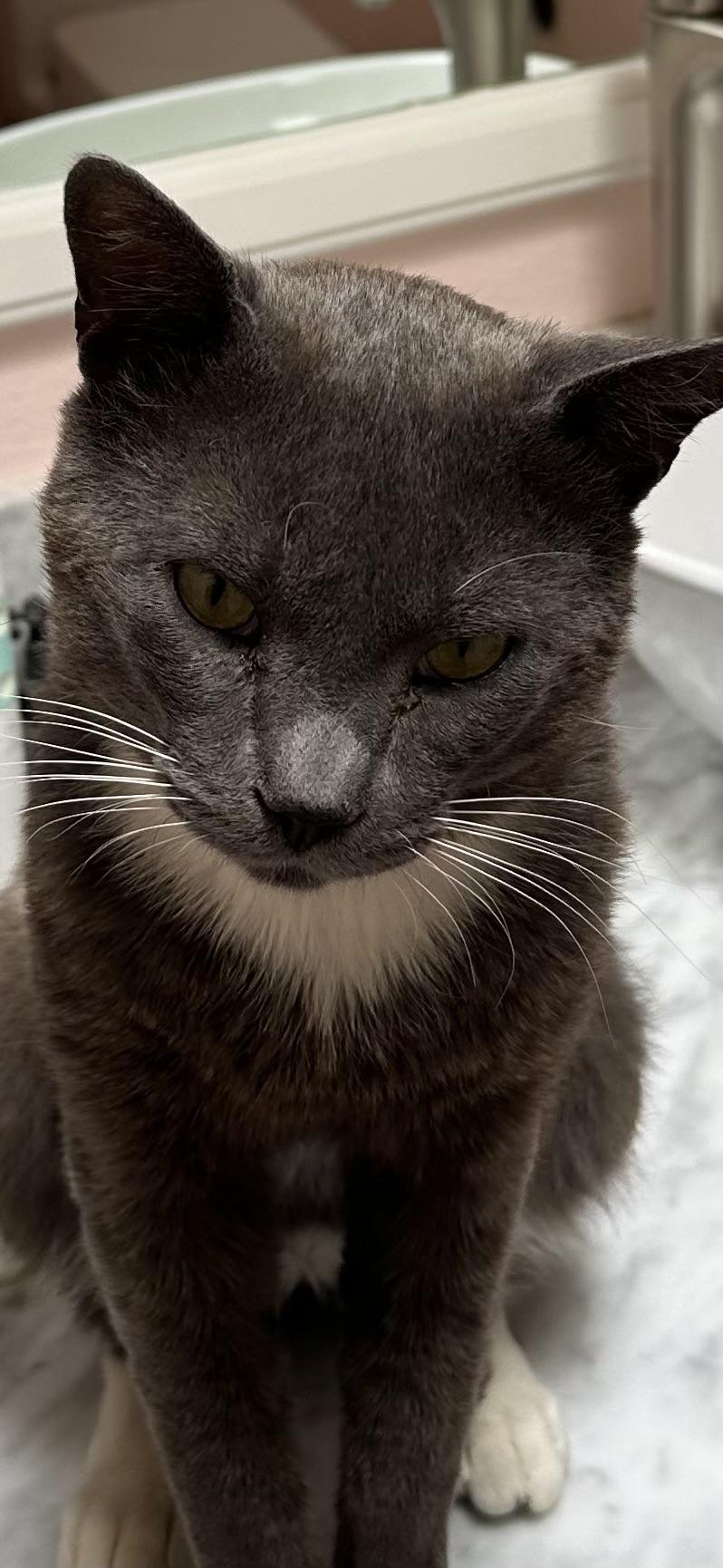 Gus, Adopted, Adult Male Domestic Short Hair.