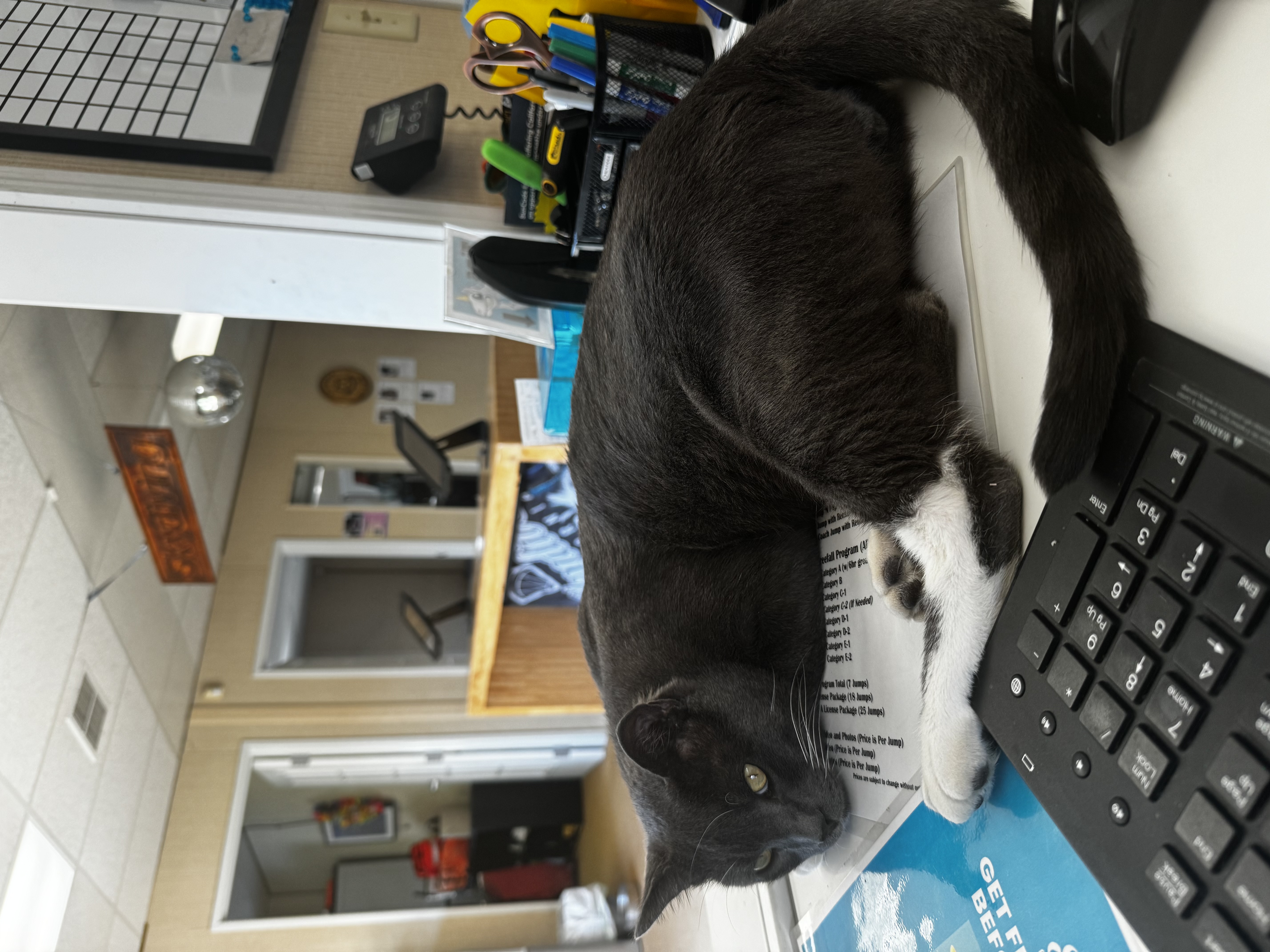 Enlarge Gus, a Adopted Domestic Short Hair in Tracy, CA image 4/4