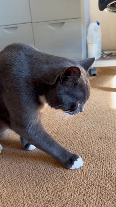 Enlarge Gus, a Adopted Domestic Short Hair in Tracy, CA video 3/4