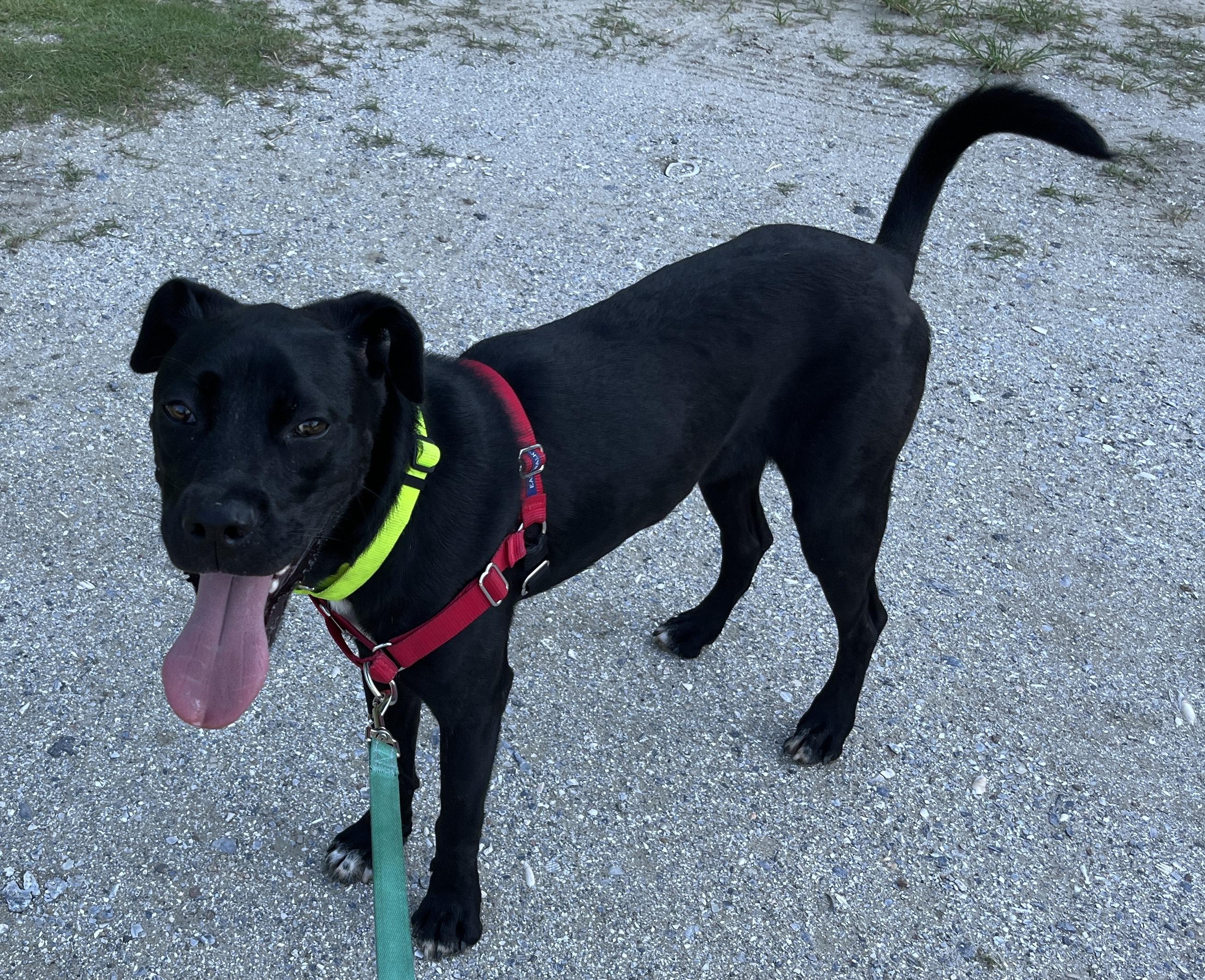 Enlarge NESTOR, a Adoptable mixed breed in Edisto Island, SC image 1/6