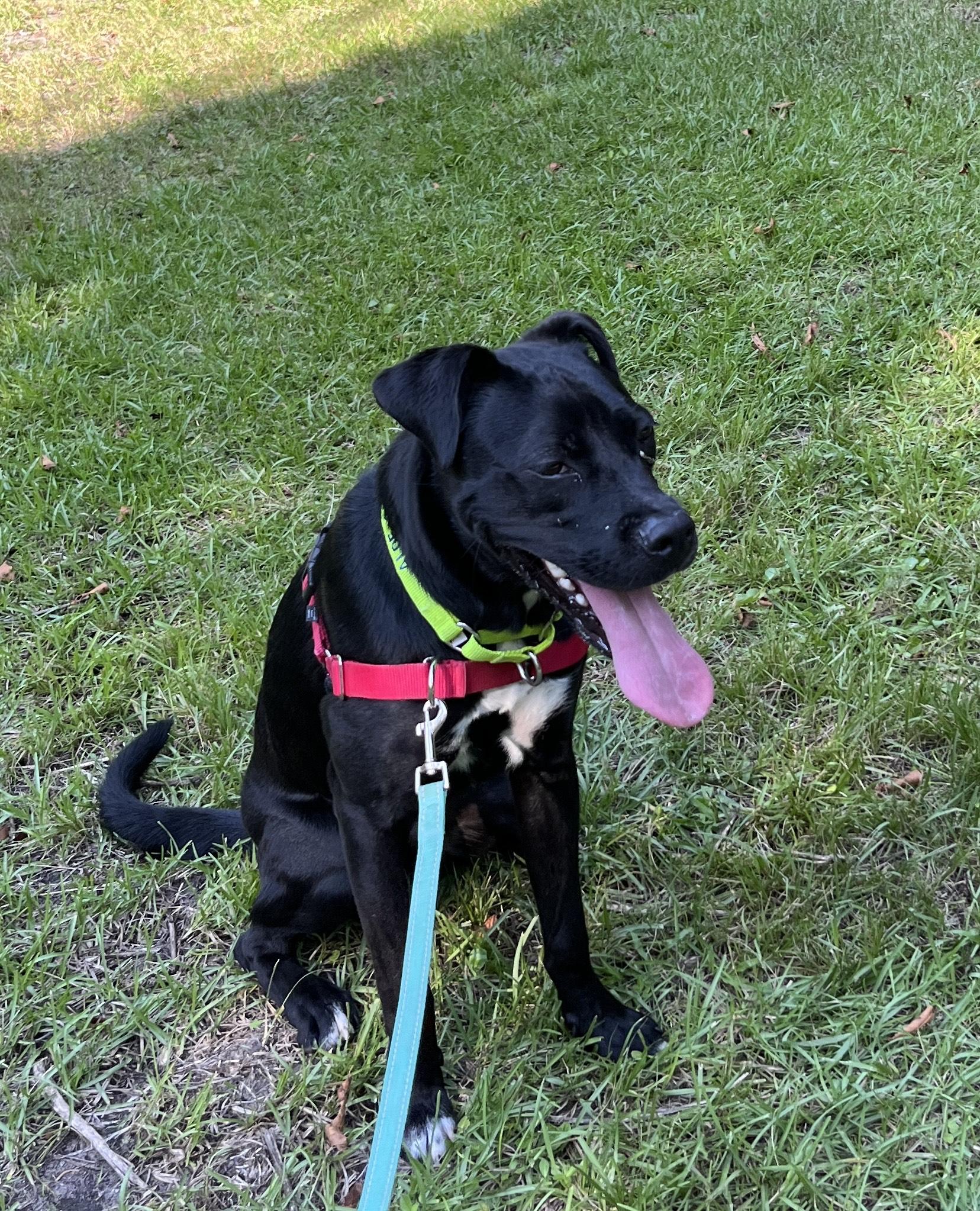 Enlarge NESTOR, a Adoptable mixed breed in Edisto Island, SC image 2/6