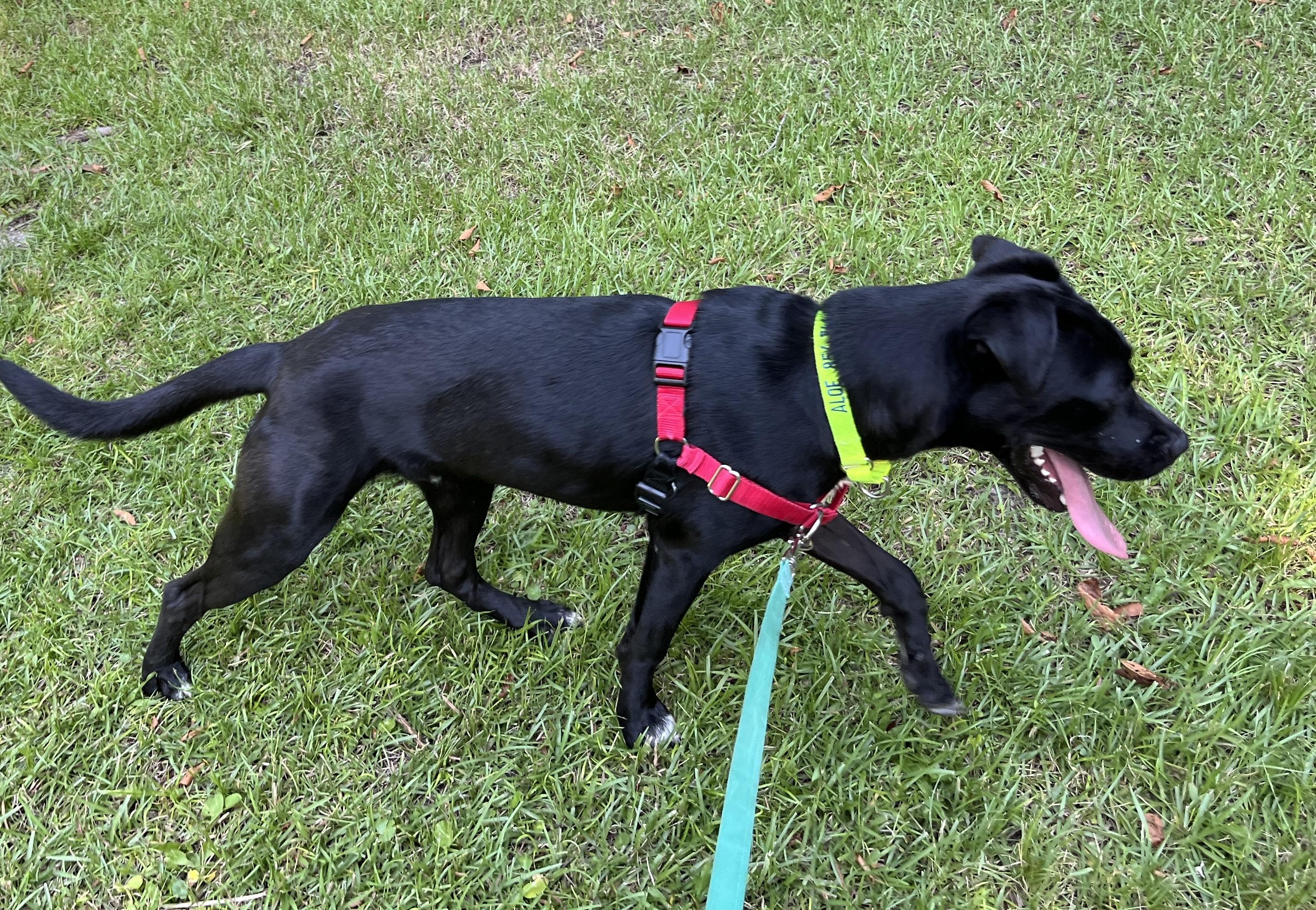 Enlarge NESTOR, a Adoptable mixed breed in Edisto Island, SC image 3/6