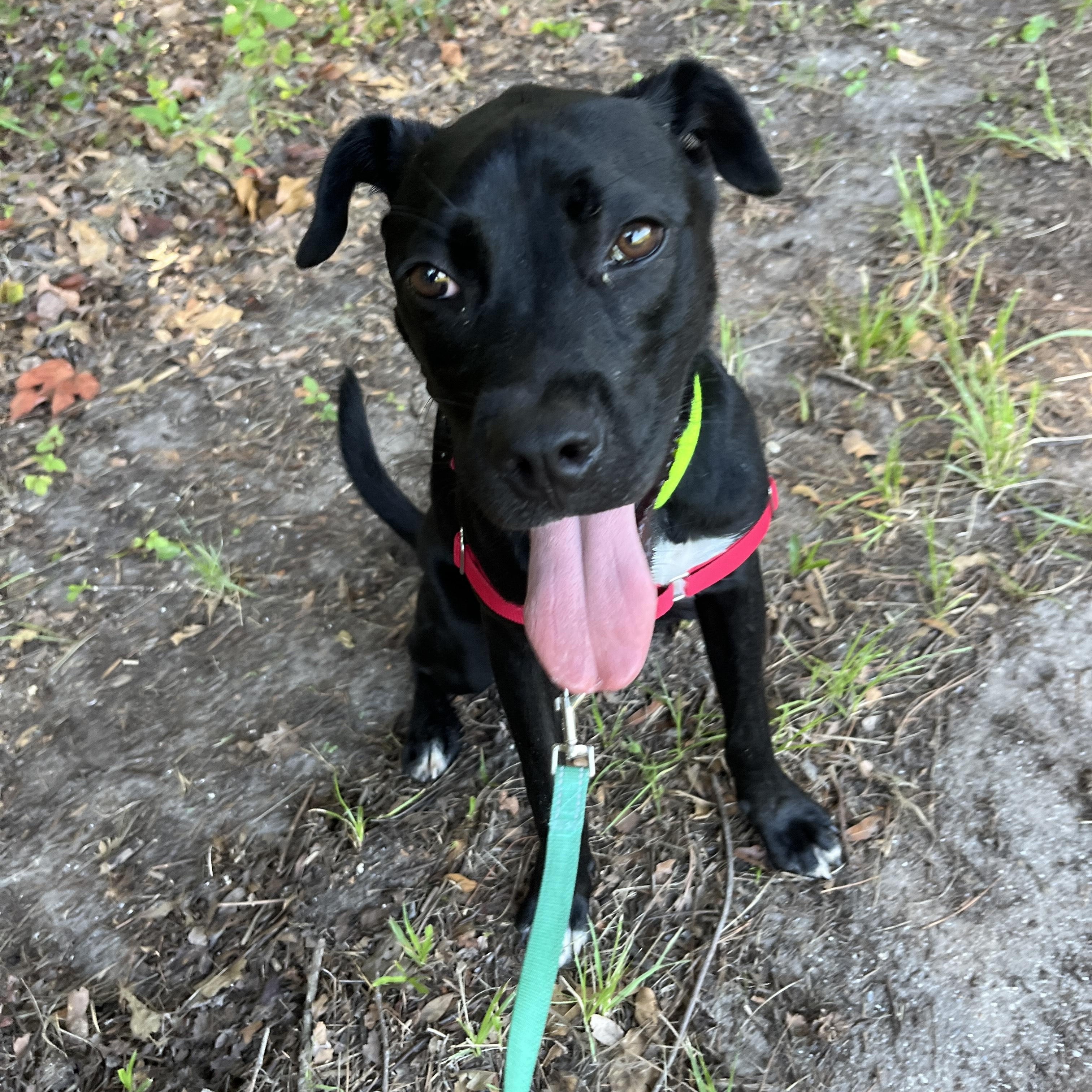 Enlarge NESTOR, a Adoptable mixed breed in Edisto Island, SC image 4/6