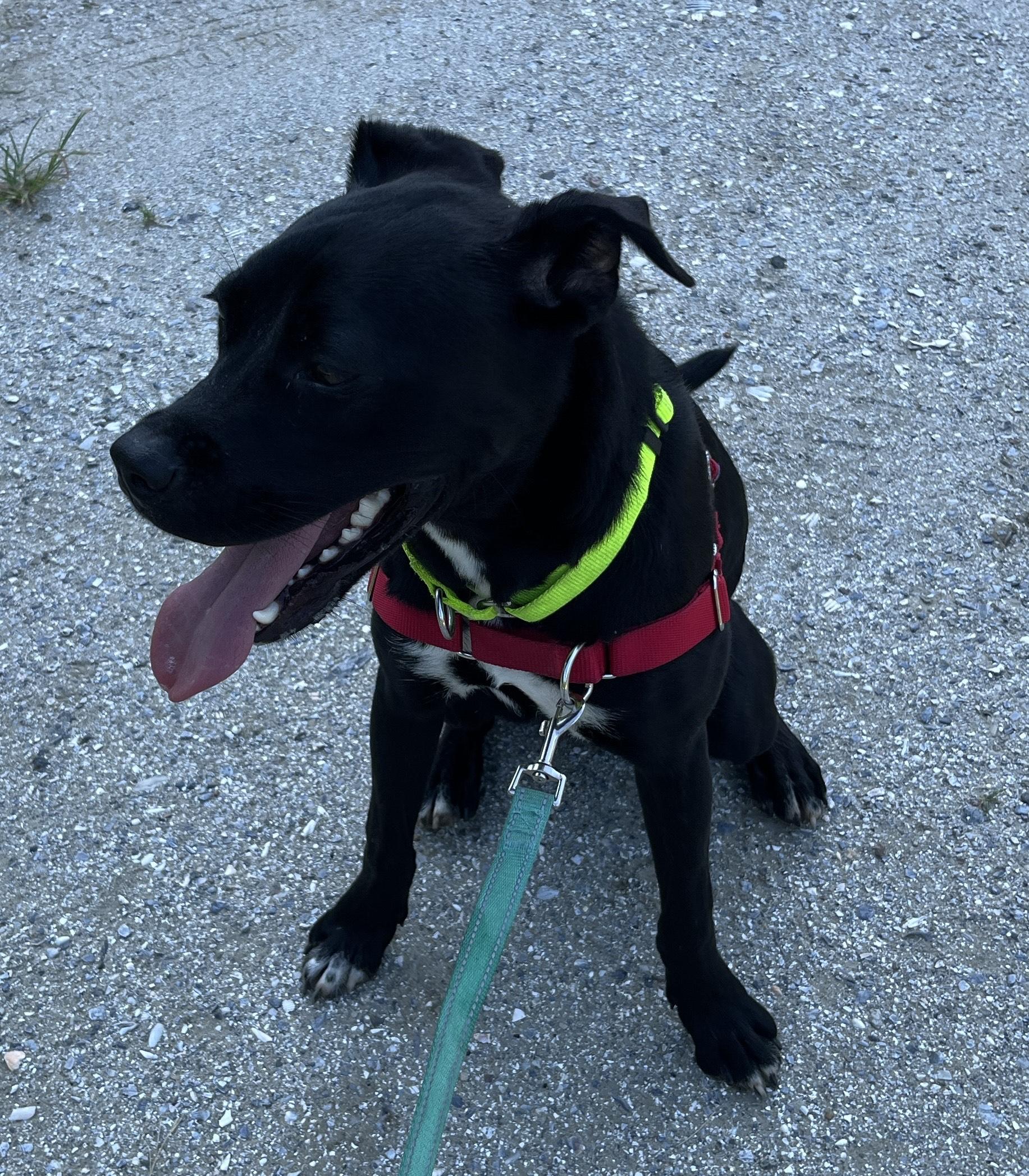Enlarge NESTOR, a Adoptable mixed breed in Edisto Island, SC image 5/6