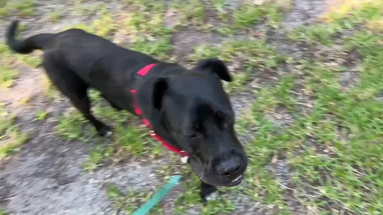 Enlarge NESTOR, a Adoptable mixed breed in Edisto Island, SC video 6/6
