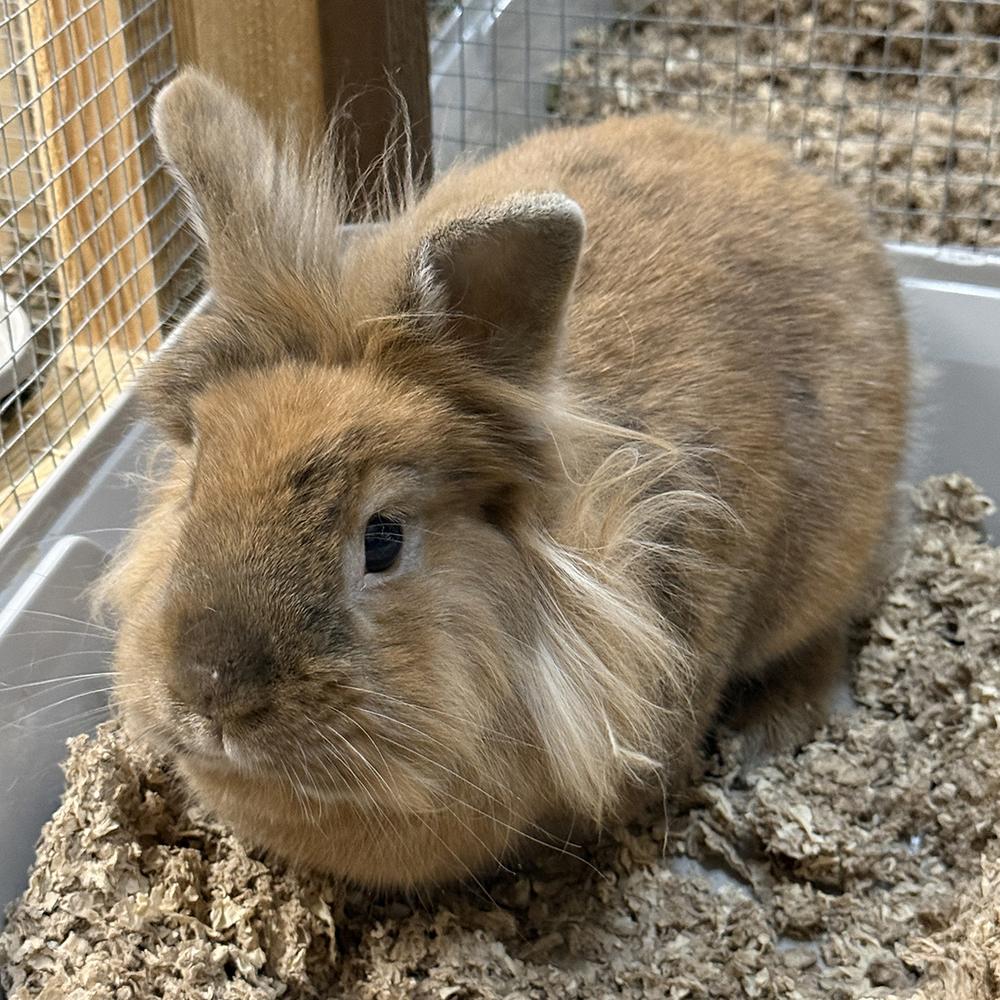 Chewbacca, Adoptable, Adult Male Lionhead.