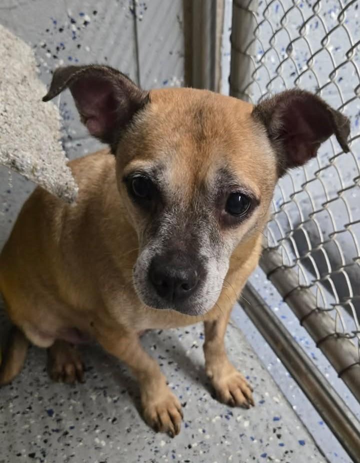 Enlarge BELL, a Adoptable mixed breed in Reed City, MI image 2/2