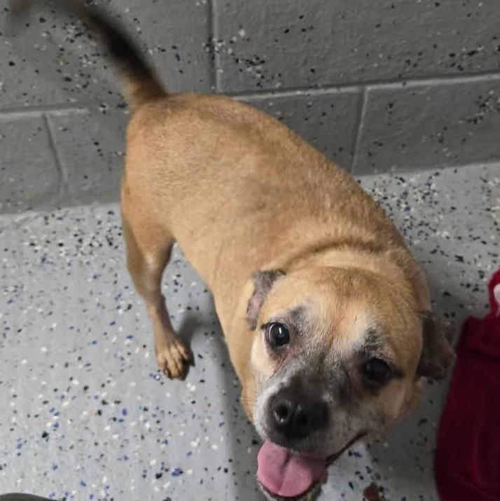 BELL, Adoptable, Adult Female Pug & Chihuahua.