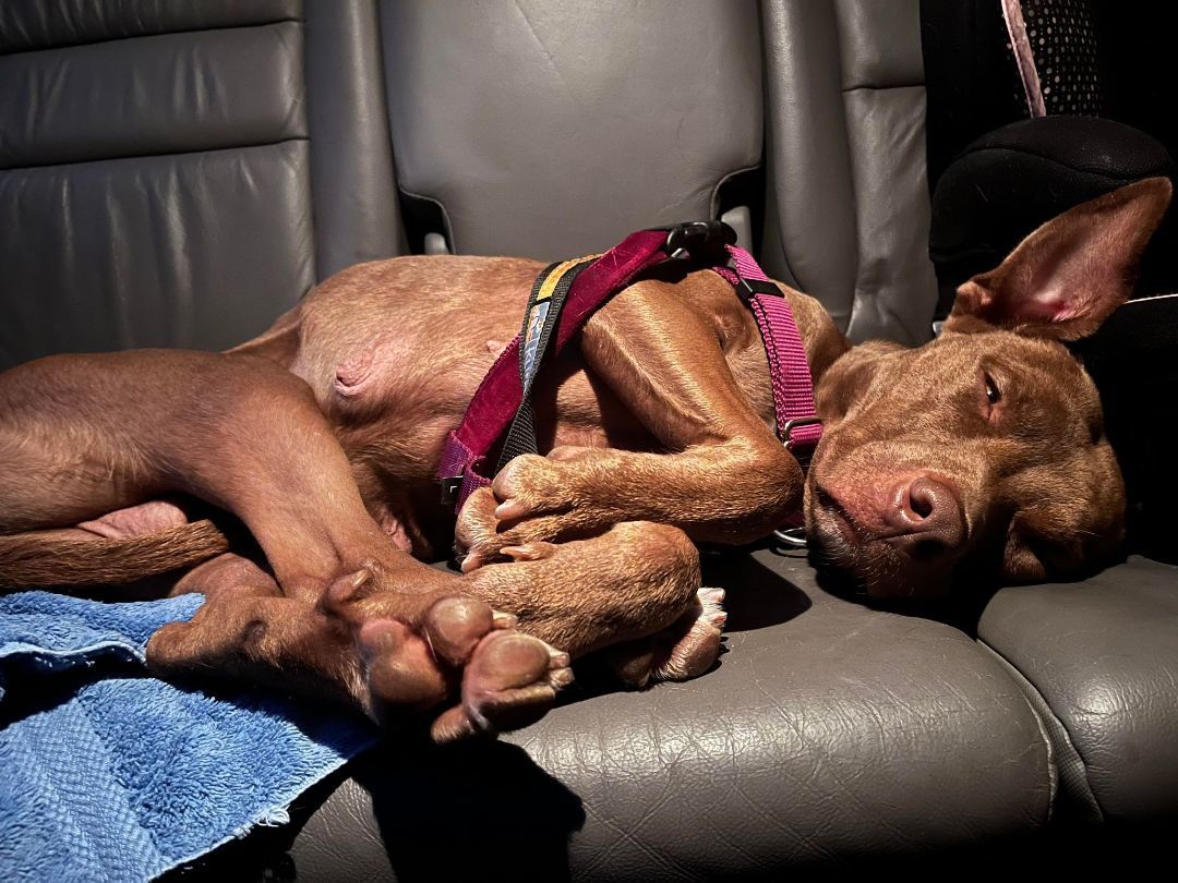 Muffin , Adopted, Adult Female Chocolate Labrador Retriever.