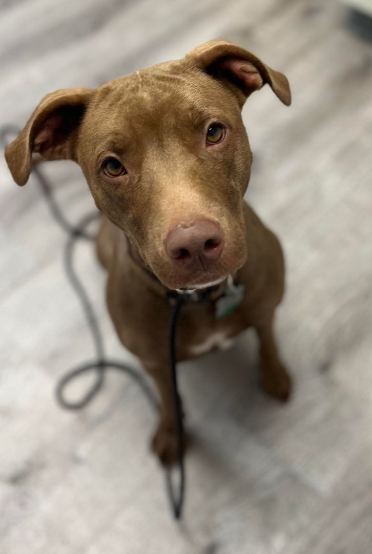 Muffin , a Adopted mixed breed in Griswold, CT image 2/6