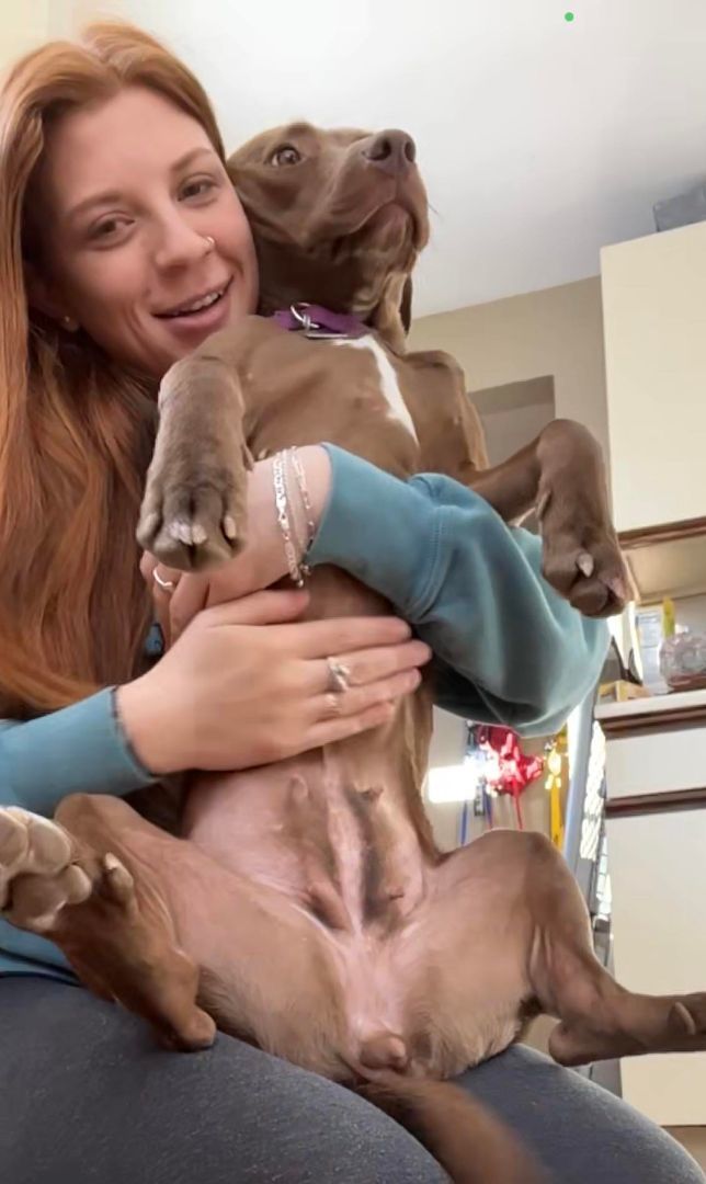 Muffin , a Adopted mixed breed in Griswold, CT image 3/6