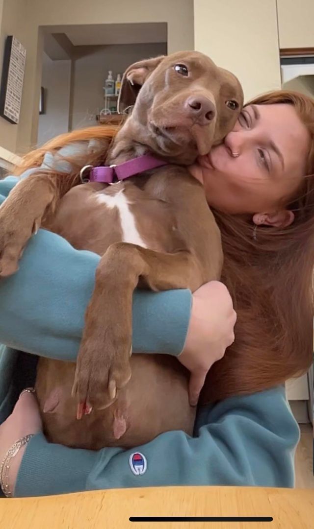 Muffin , a Adopted mixed breed in Griswold, CT image 5/6