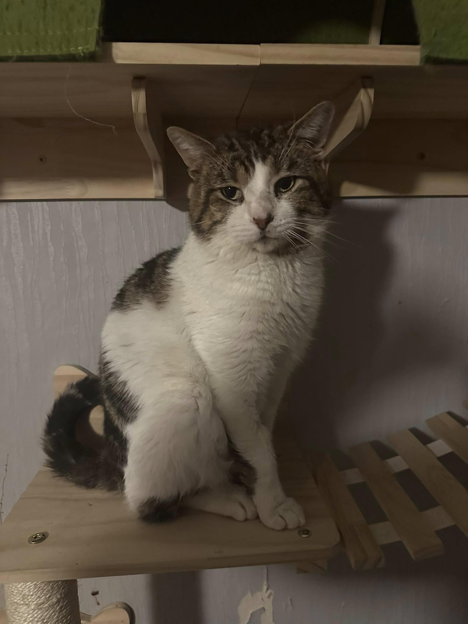 Enlarge George, a Adoptable mixed breed image 1/1