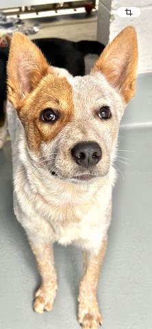 Enlarge HAMMY, a Adoptable mixed breed in Visalia, CA image 1/2
