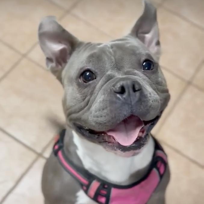 Enlarge Ilia, a ADOPTABLE mixed breed in Schertz, TX image 1/4