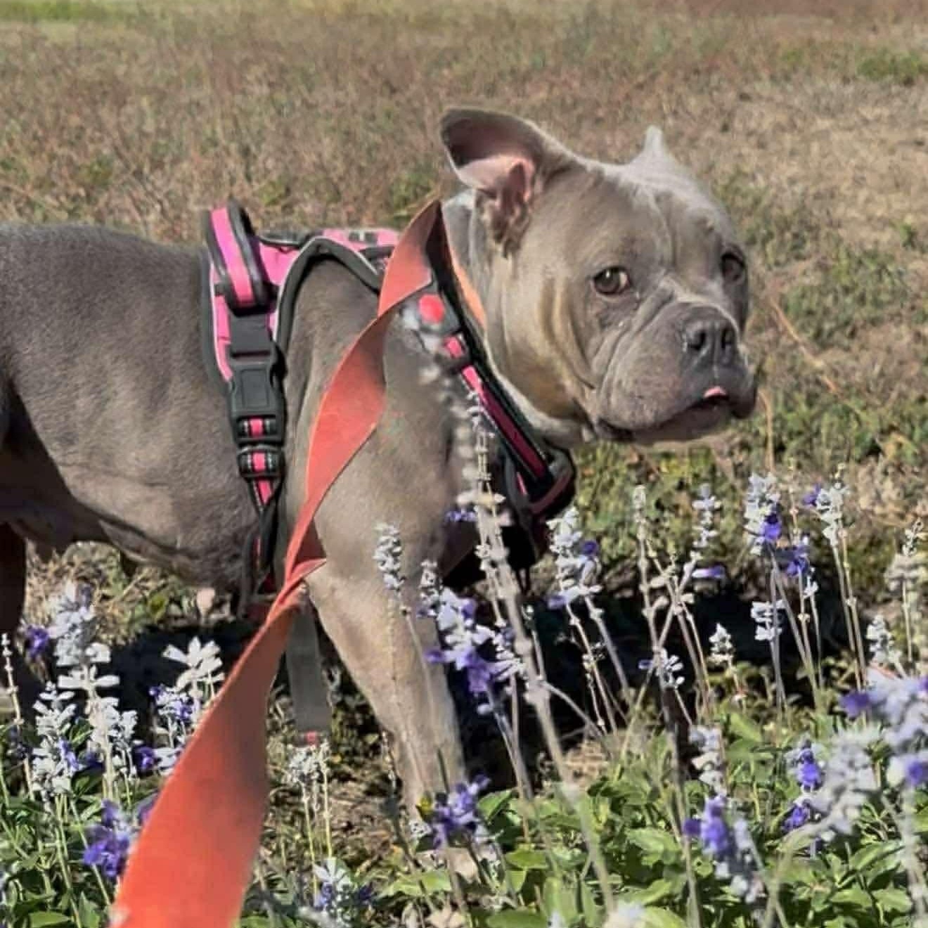 Enlarge Ilia, a ADOPTABLE mixed breed in Schertz, TX image 2/4