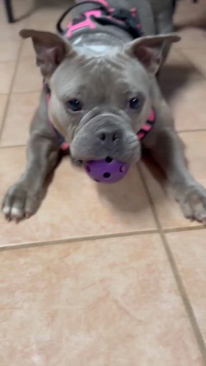 Enlarge Ilia, a ADOPTABLE mixed breed in Schertz, TX video 4/4