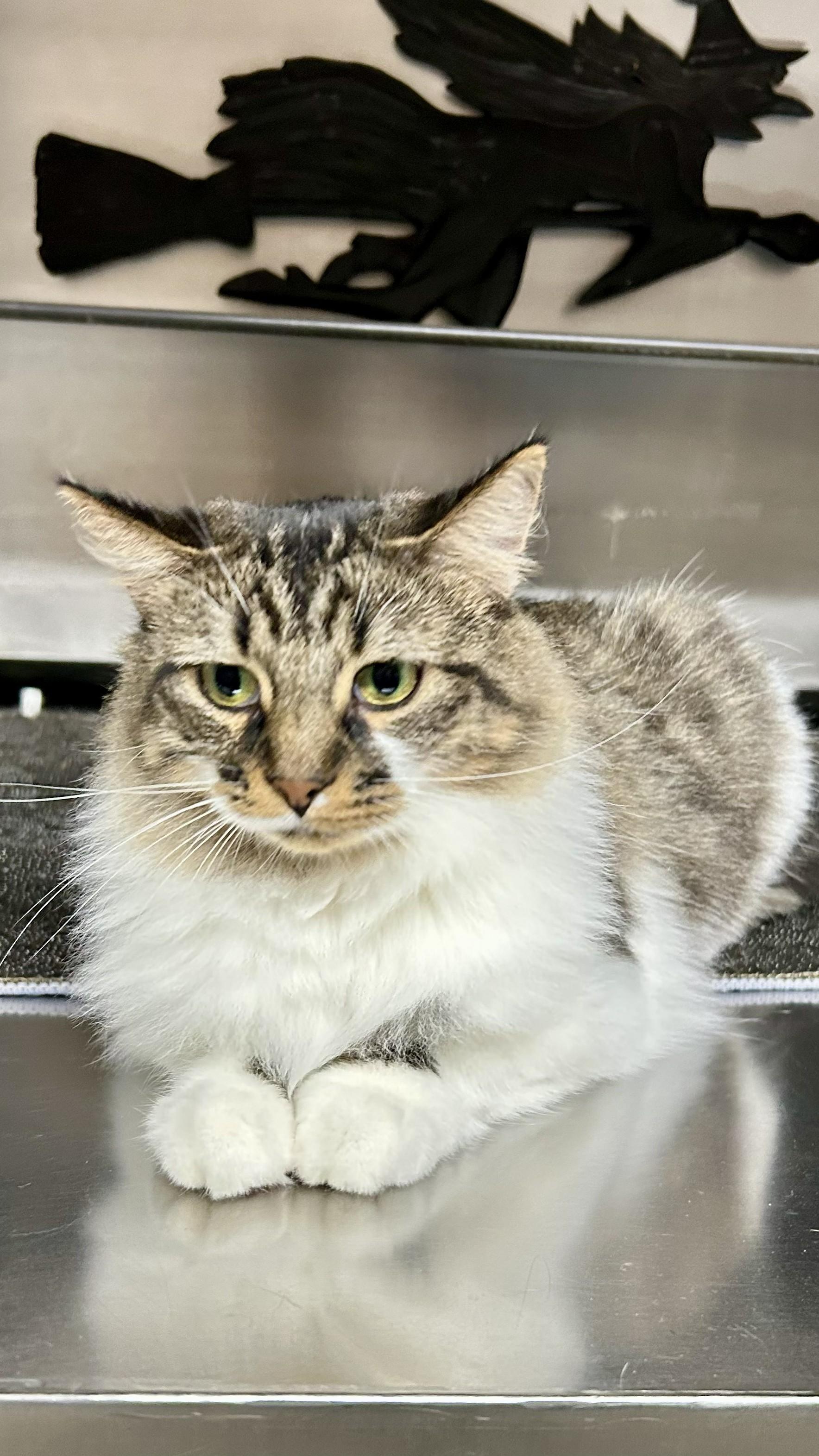 Trixie, a ADOPTABLE Tabby in Crestwood, MO image 2/6
