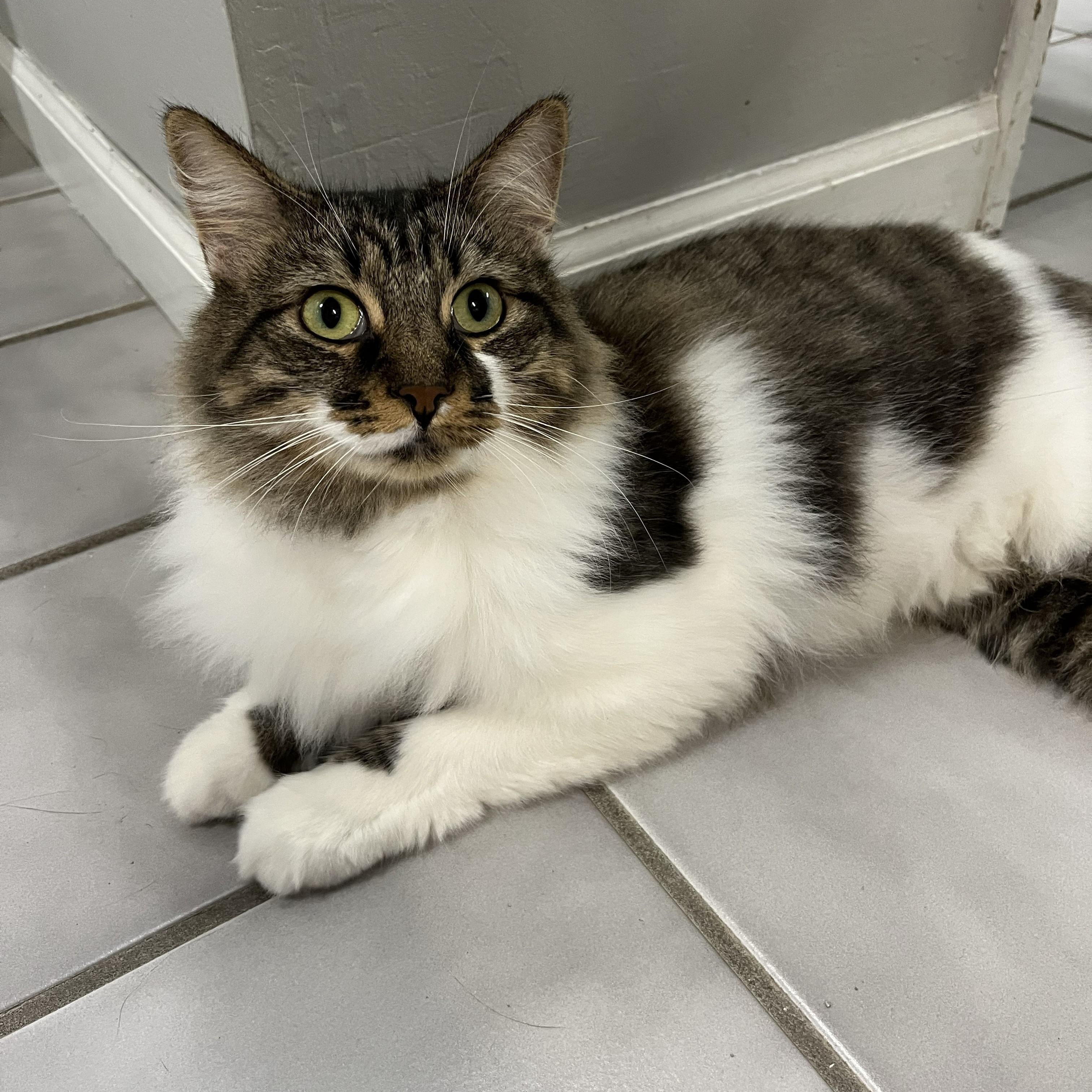 Trixie, Adoptable, Young Female Tabby.
