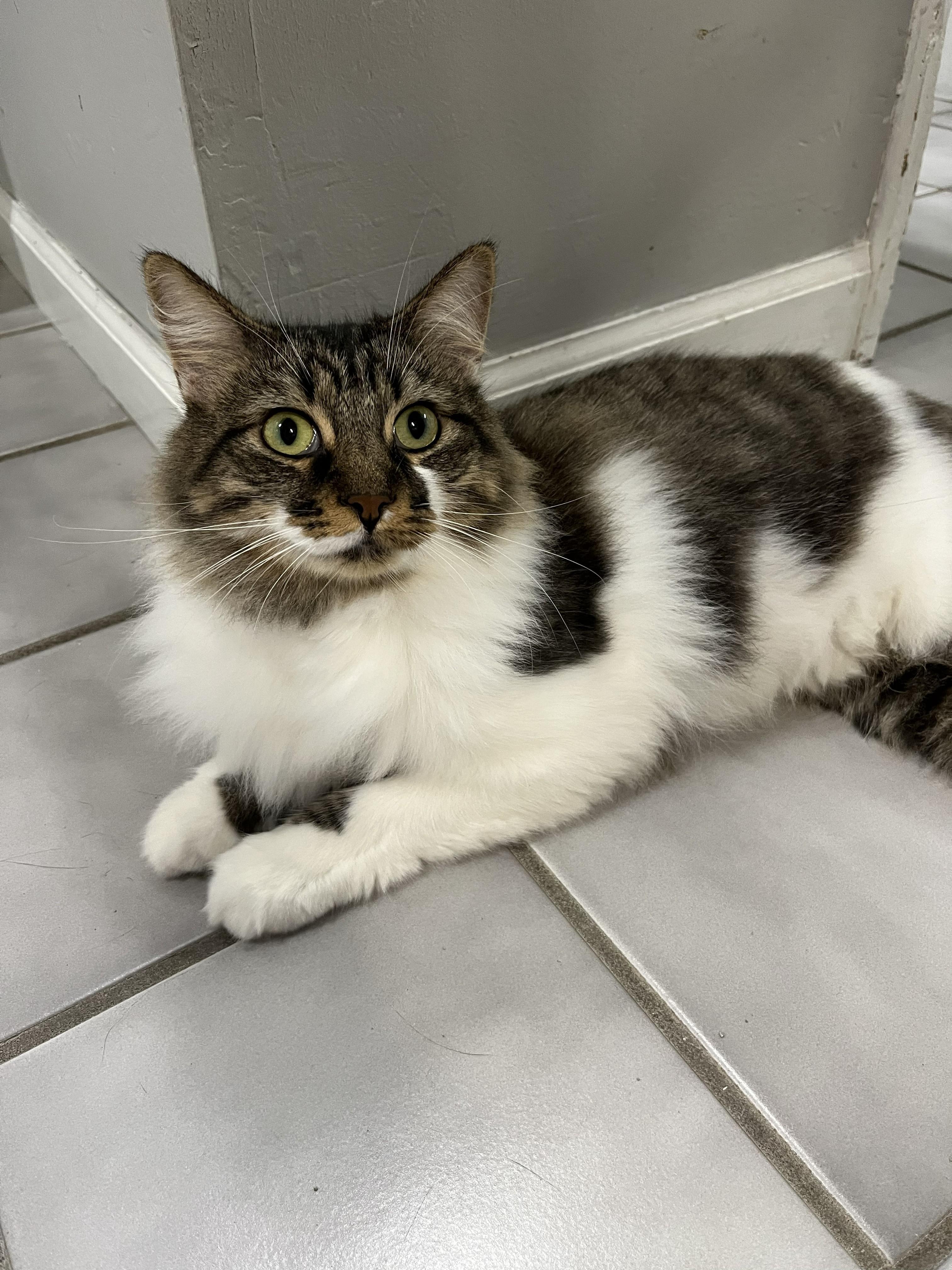 Trixie, a ADOPTABLE Tabby in Crestwood, MO image 3/6