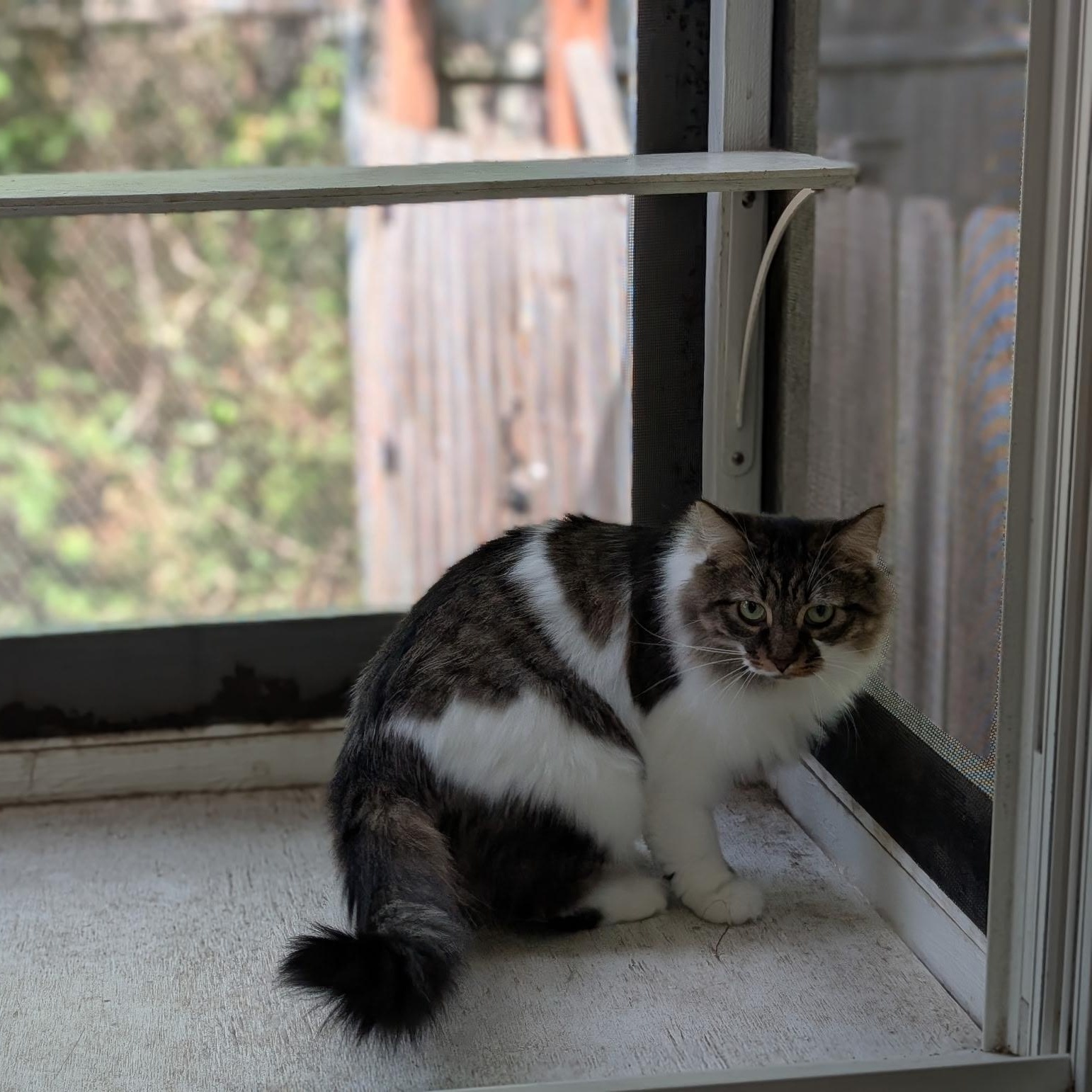 Enlarge Trixie, a Adoptable Tabby in Crestwood, MO image 6/6