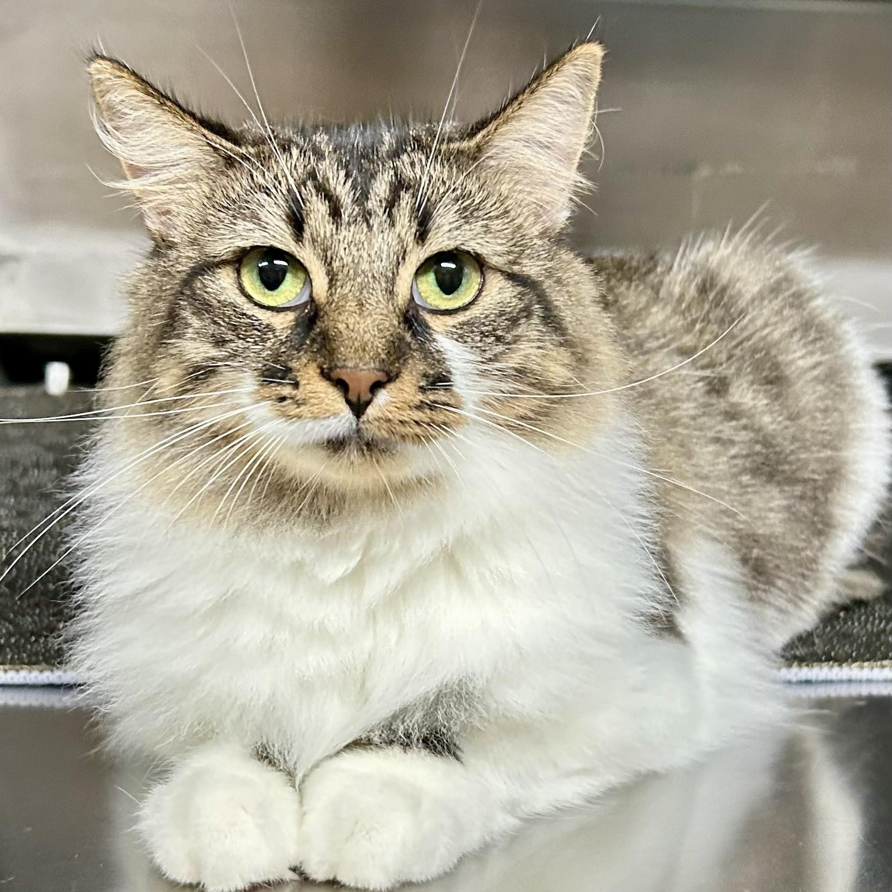 Enlarge Trixie, a Adoptable Tabby in Crestwood, MO image 3/6