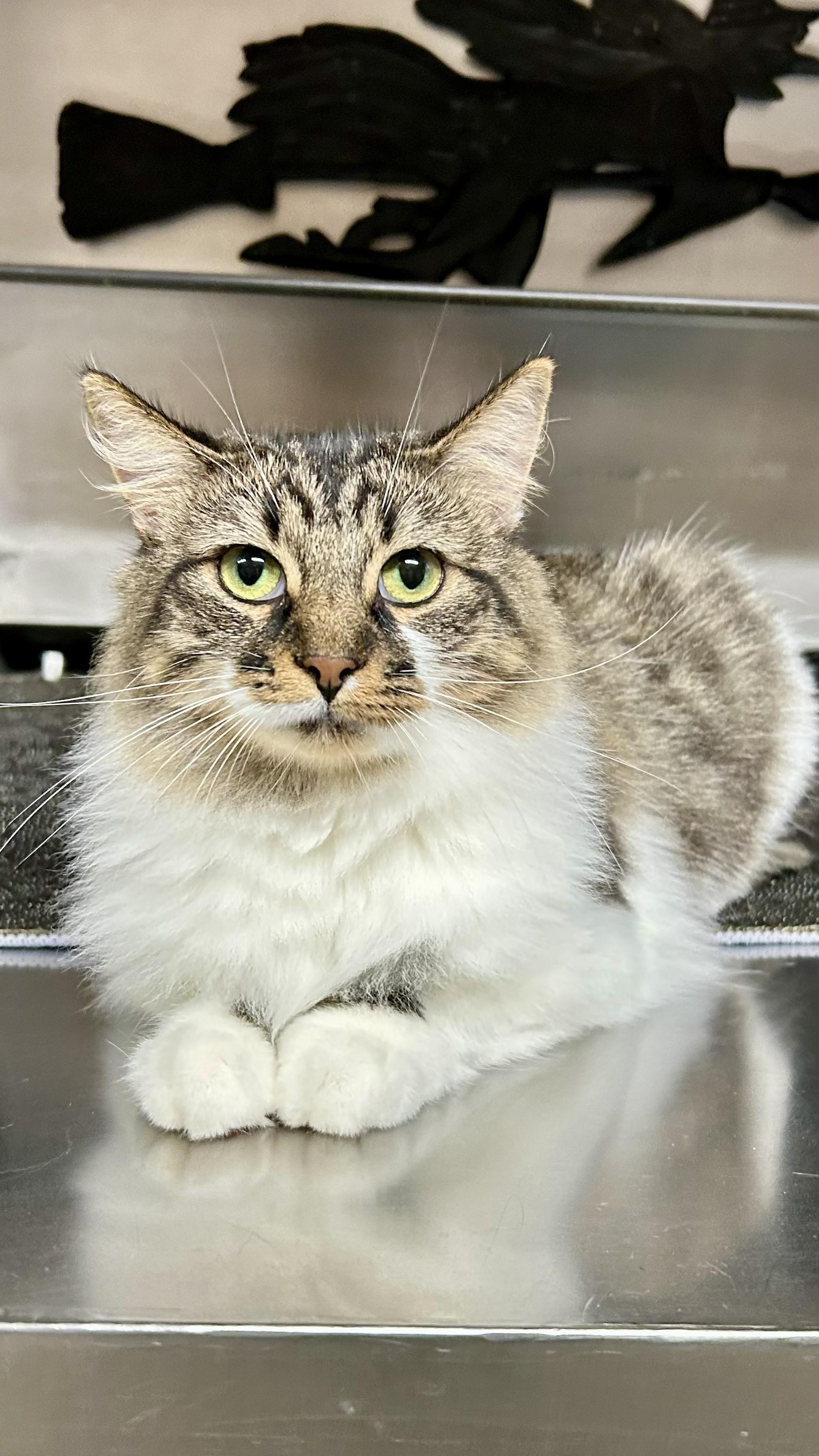 Trixie, a ADOPTABLE Tabby in Crestwood, MO image 1/6