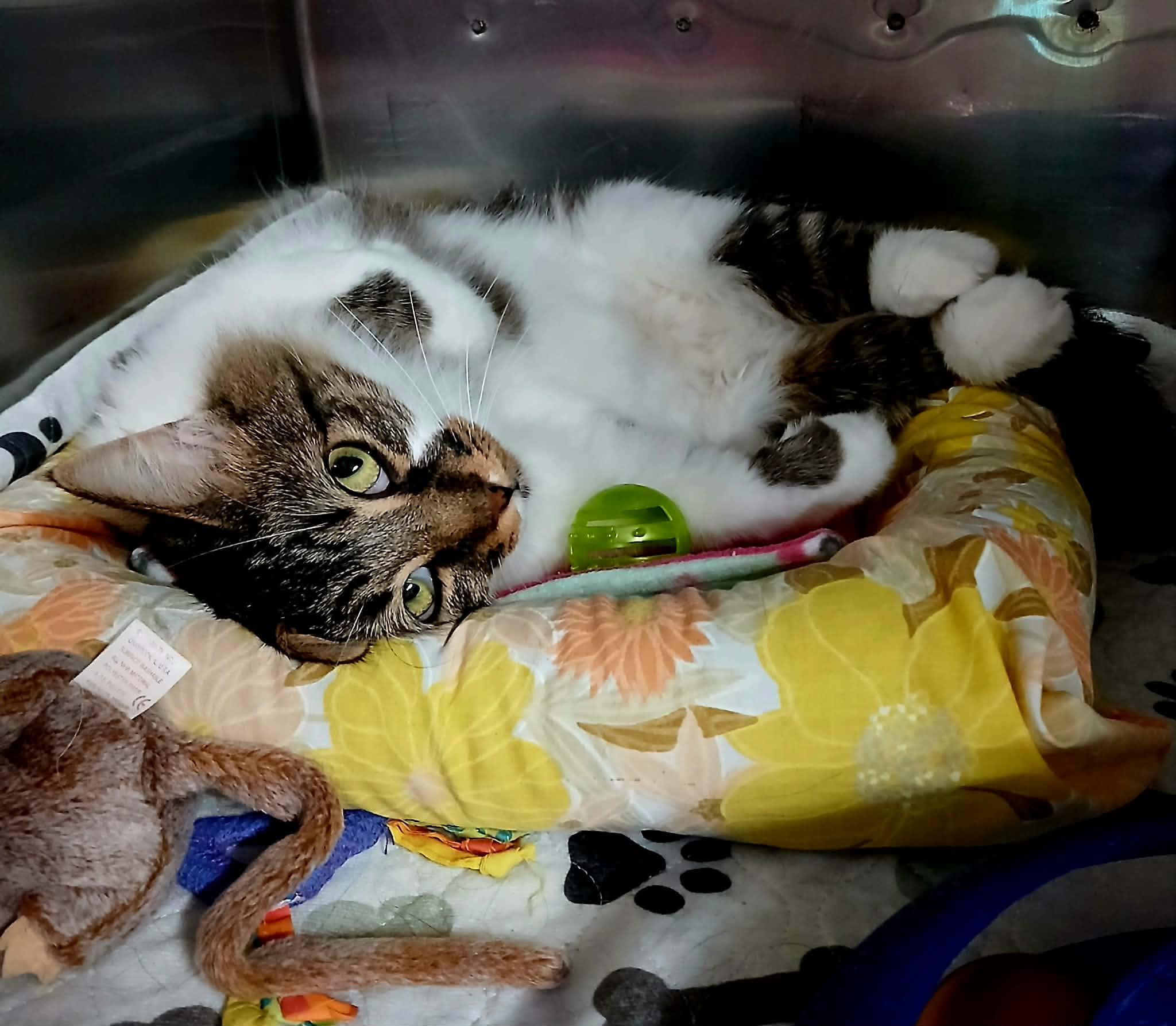 Enlarge Trixie, a Adoptable Tabby in Crestwood, MO image 2/6
